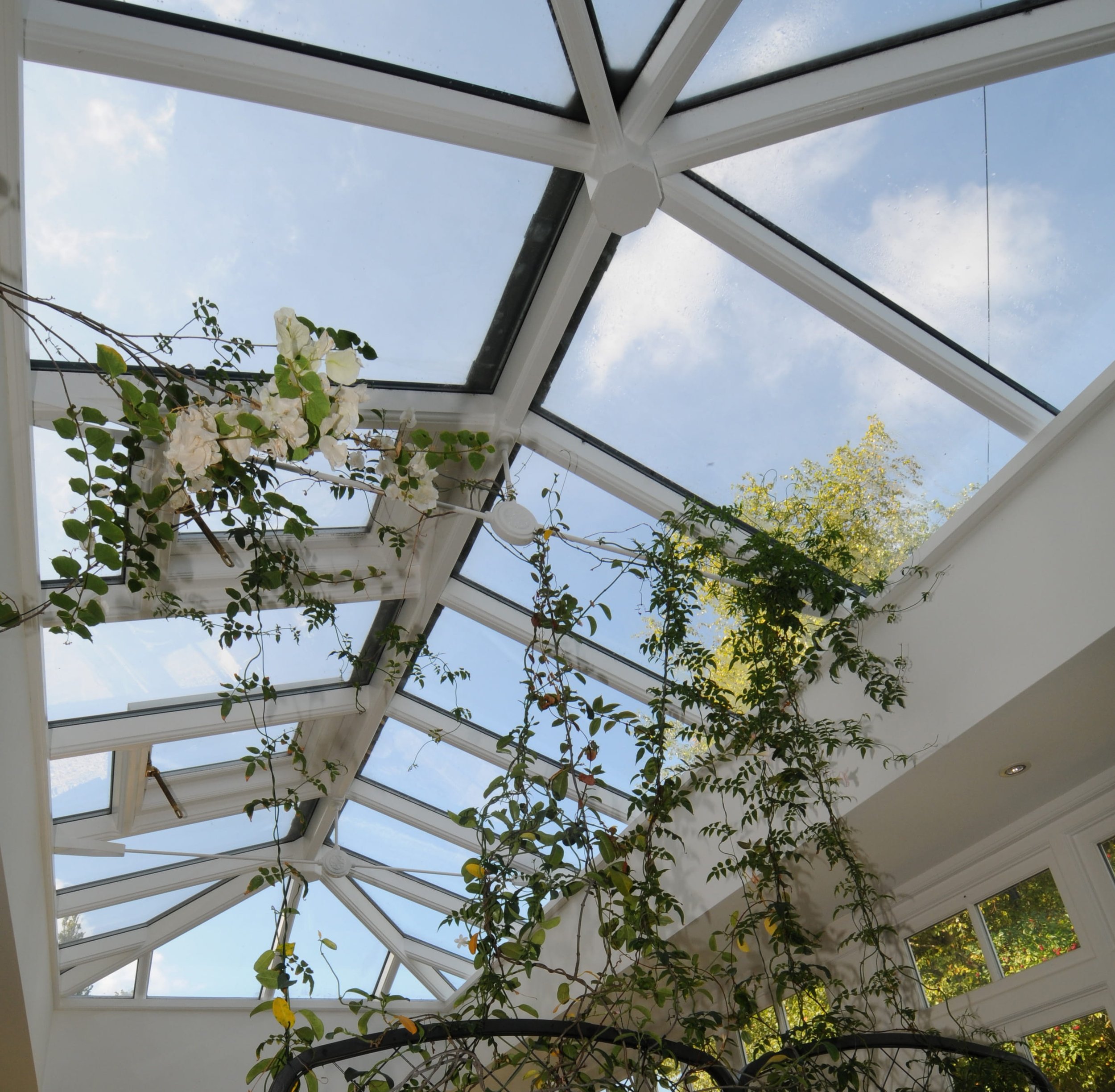 Indoor space with a glass ceiling showing a blue sky with clouds, surrounded by white walls and ceiling trim, with climbing plants and flowers growing along the walls.