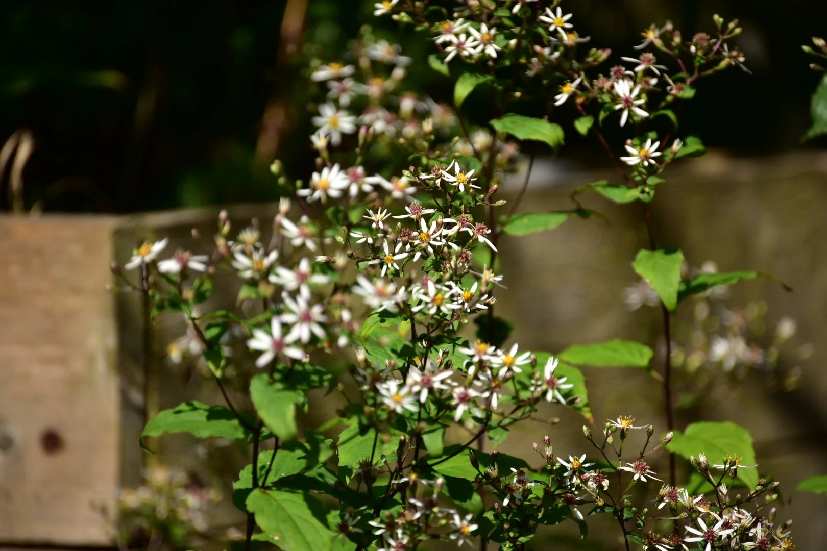DSC_0145.JPG
