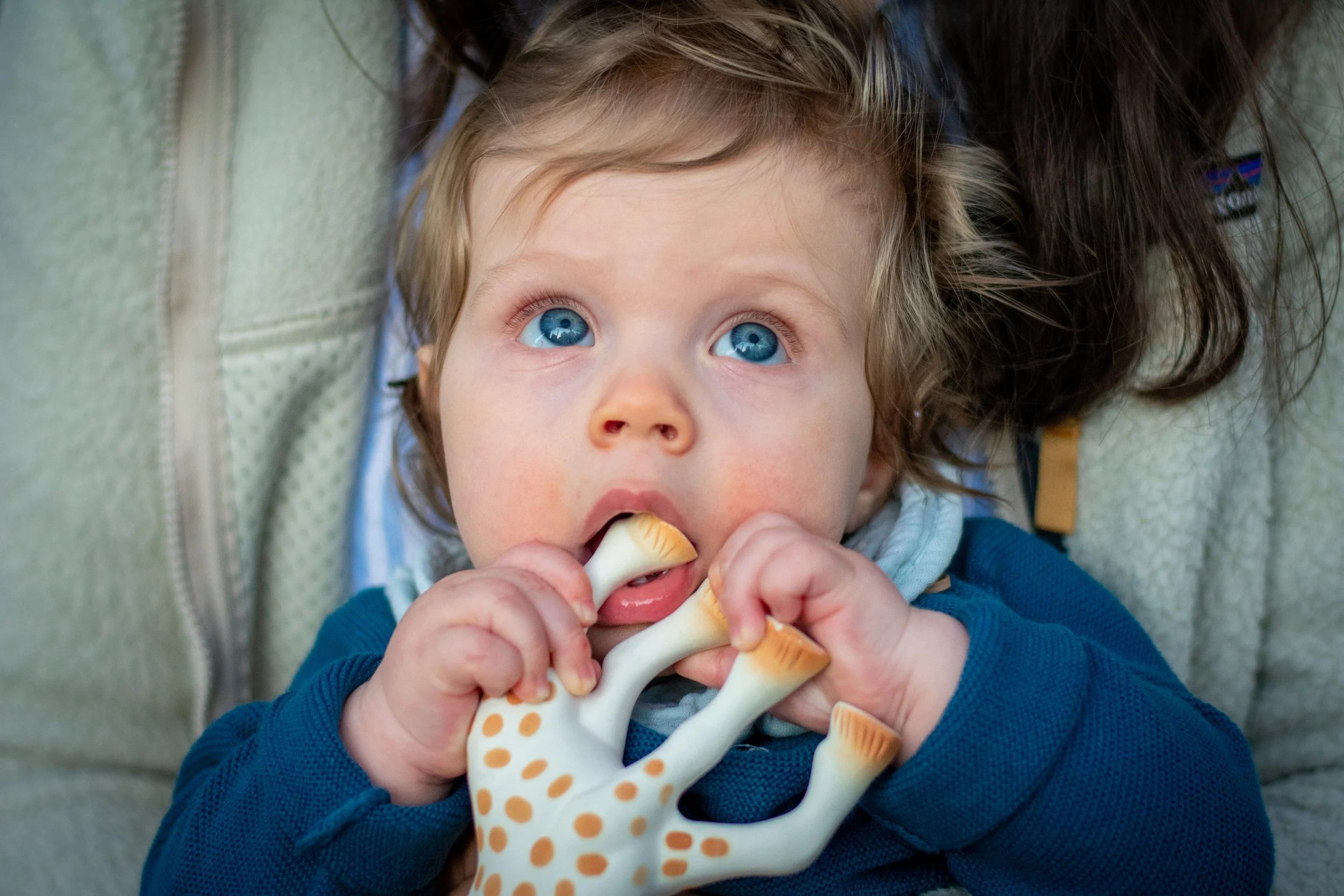 A young child with blue eyes and light brown hair holding a toy giraffe and putting a bottle nipple in their mouth, sitting on someone's lap.