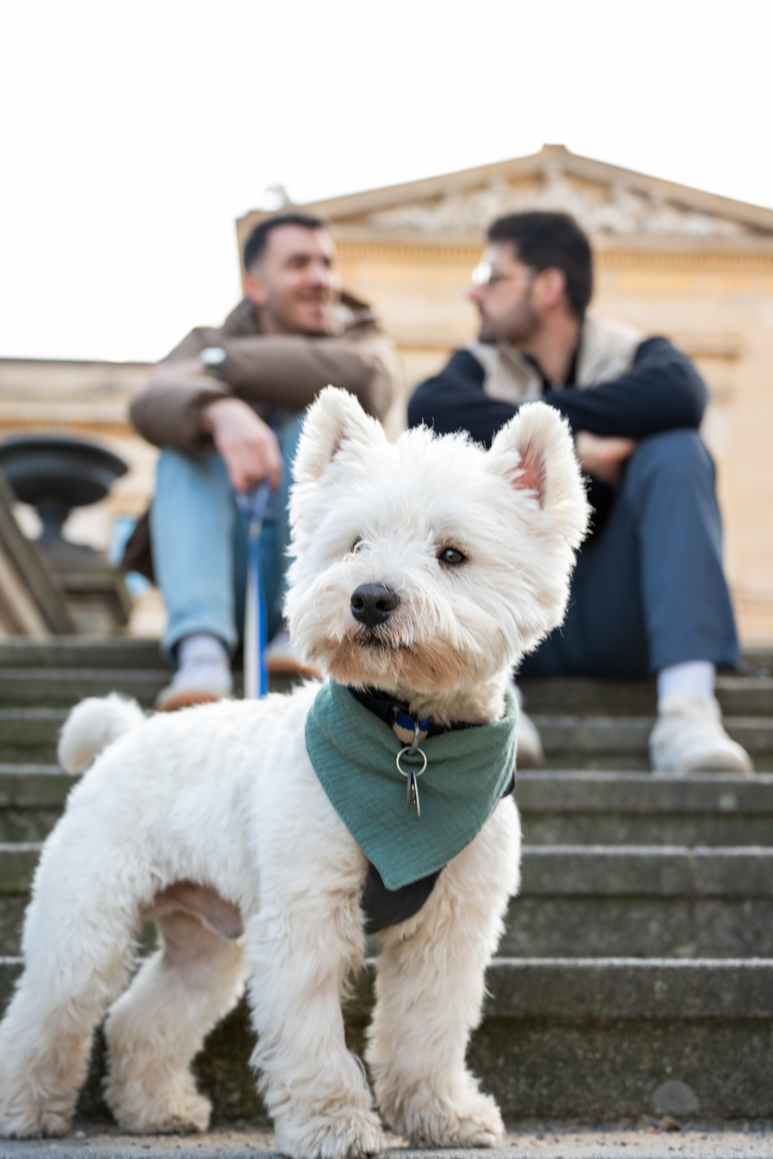 A white dog with a green bandana sitting on stone steps, with two men sitting in the background with blurred faces, in front of a classical building