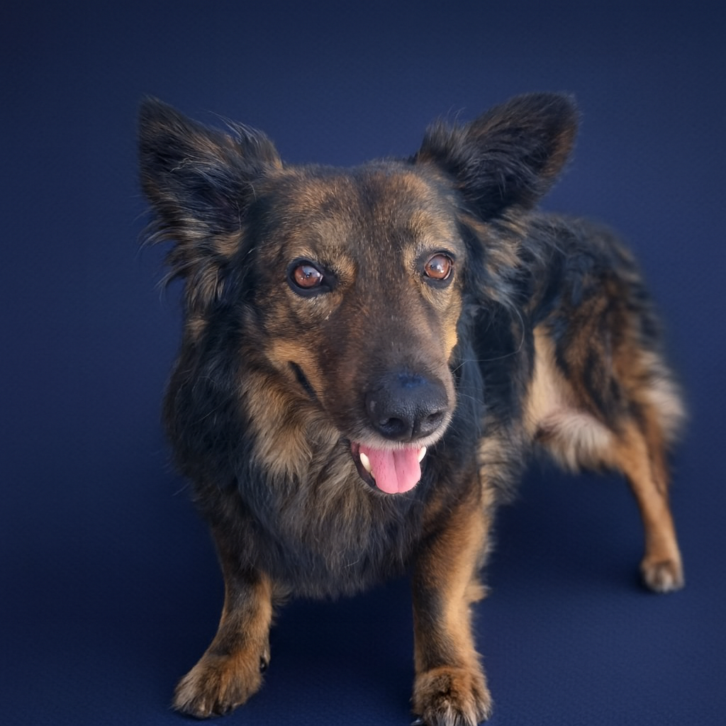 A small brown and black dog with large ears standing against a dark blue background.