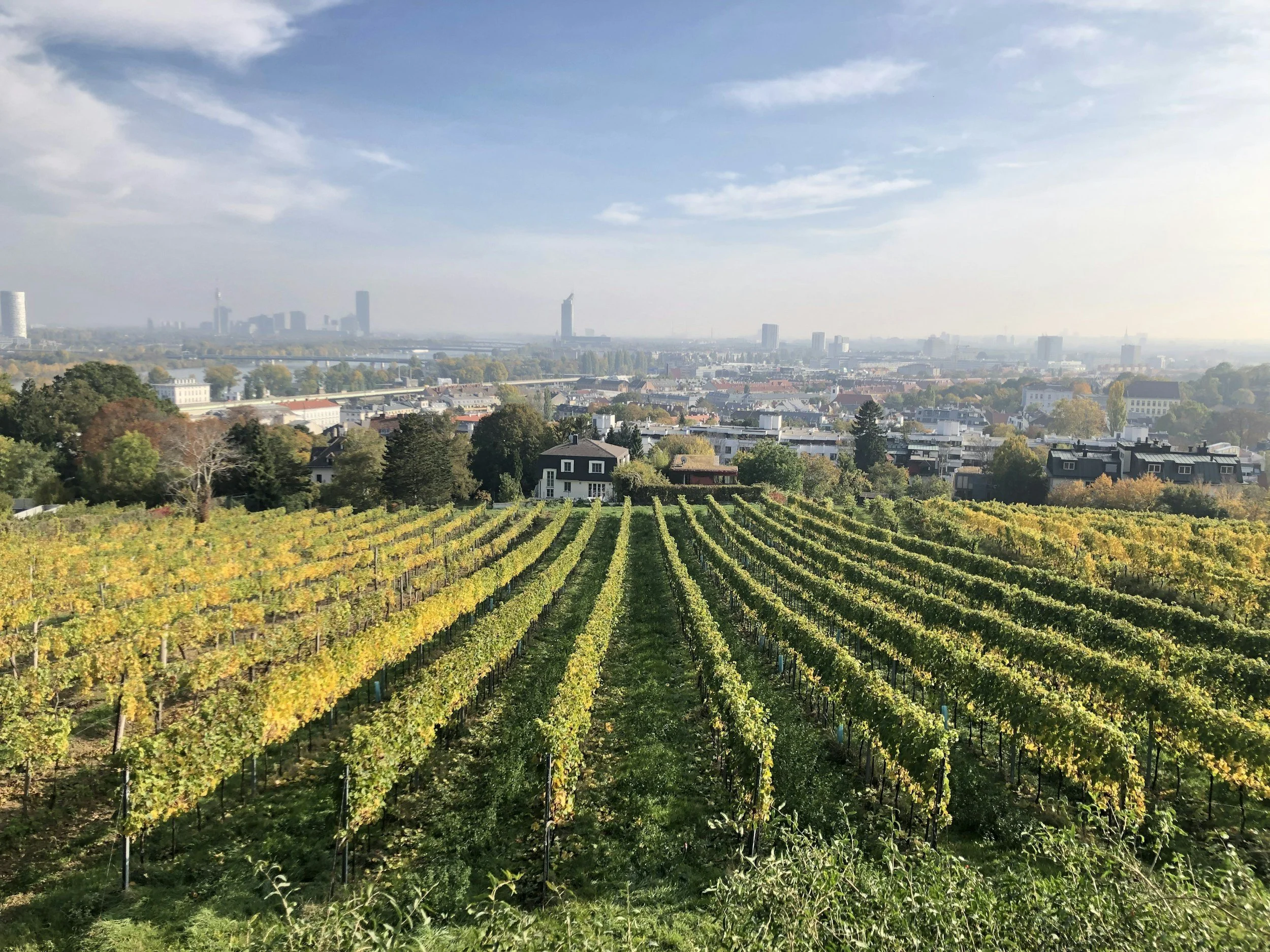 Vineyard with neatly aligned grapevines in the foreground, residential buildings and trees in the middle ground, and a city skyline with tall buildings in the background under a partly cloudy sky.