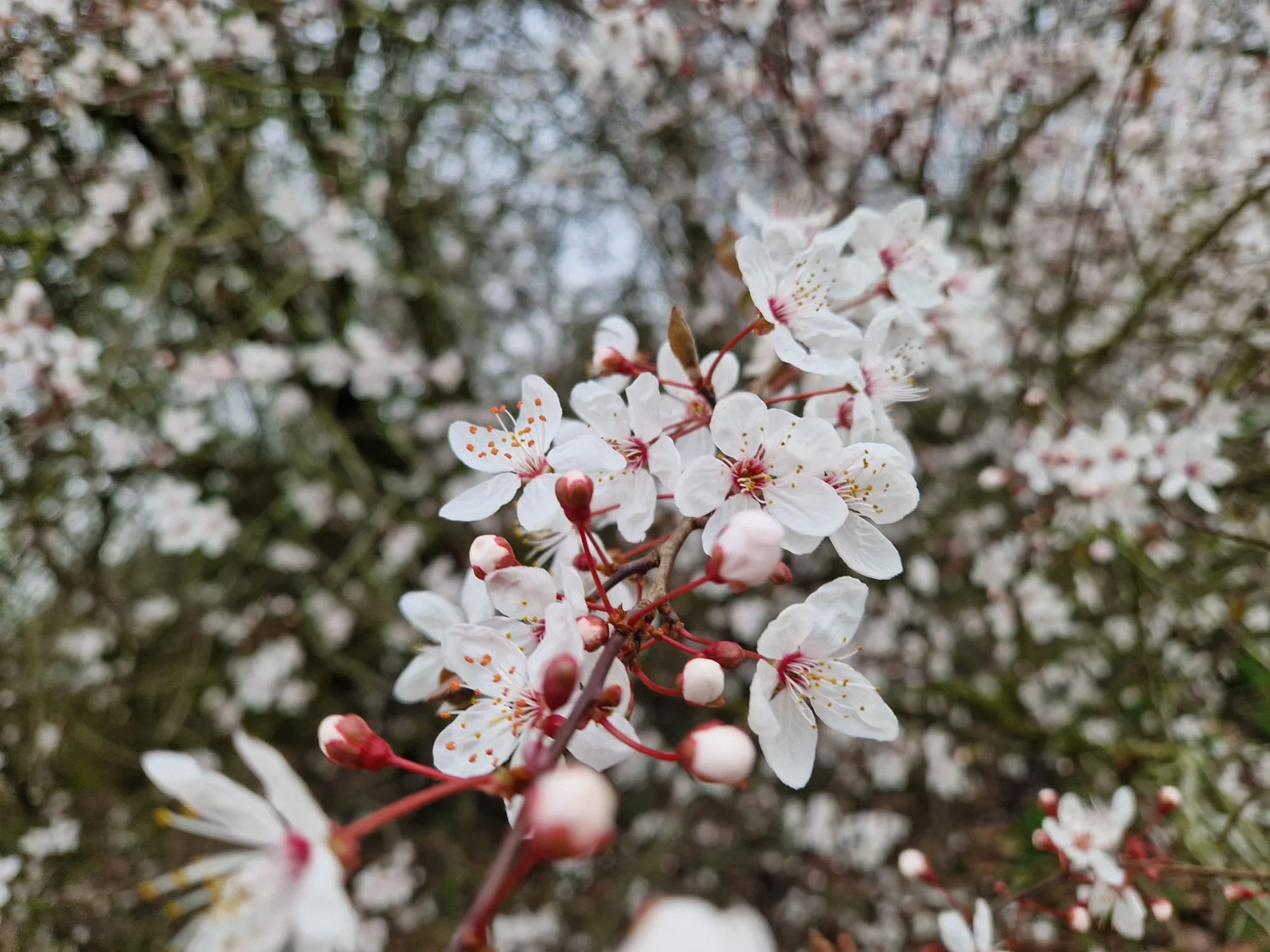 Wednesday Wellness Walk 