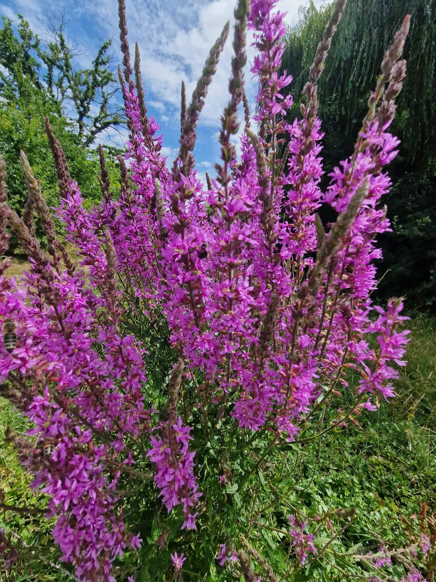 Wednesday Wellness Walk