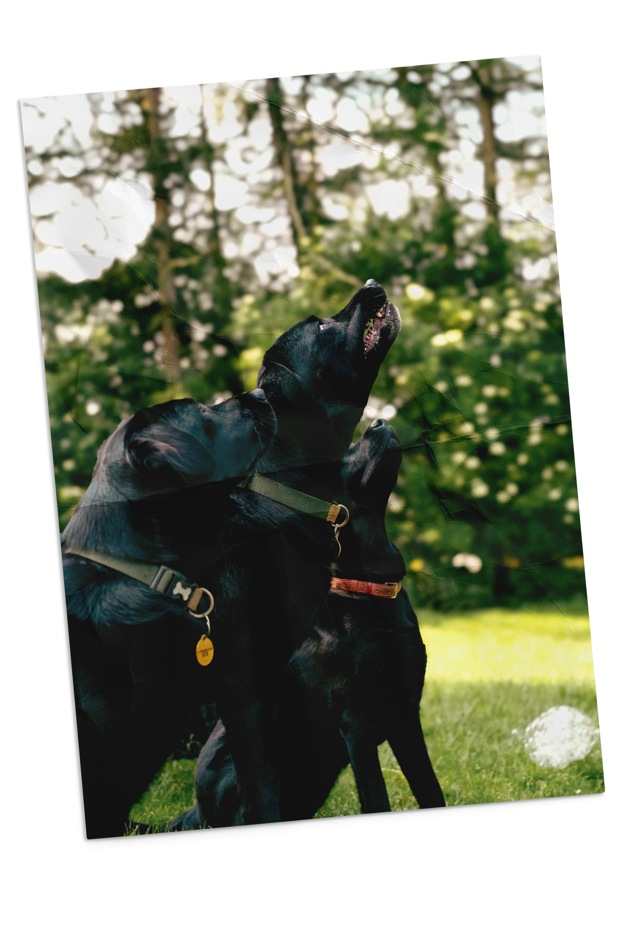 Best Friend