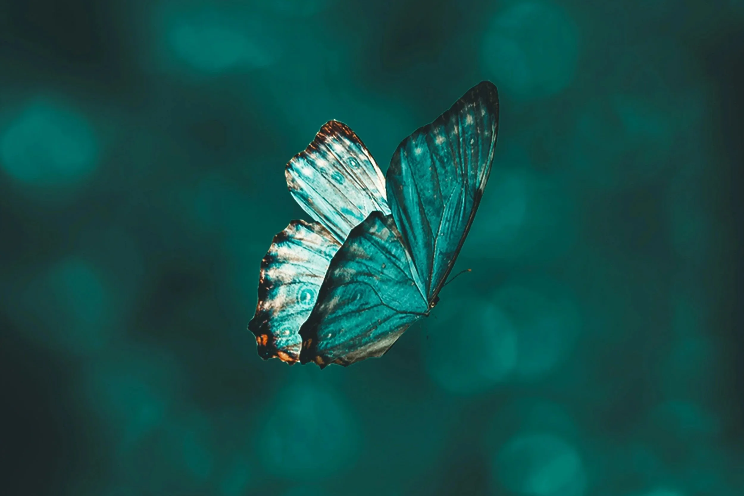Mariposa azul con alas transparentes volando en un fondo borroso de tonos verdes.