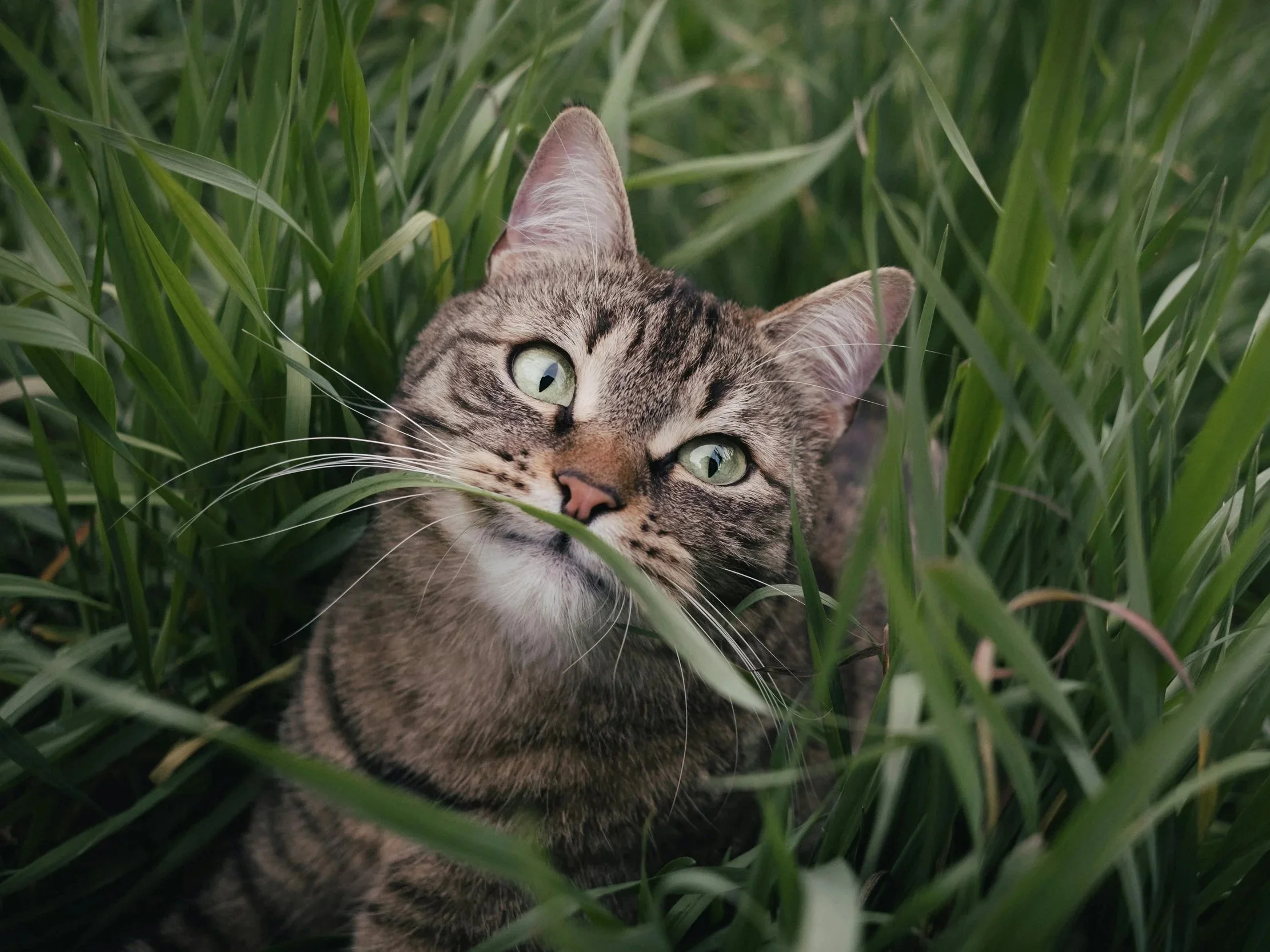 Gato atigrado en la hierba, mirando hacia la cámara.