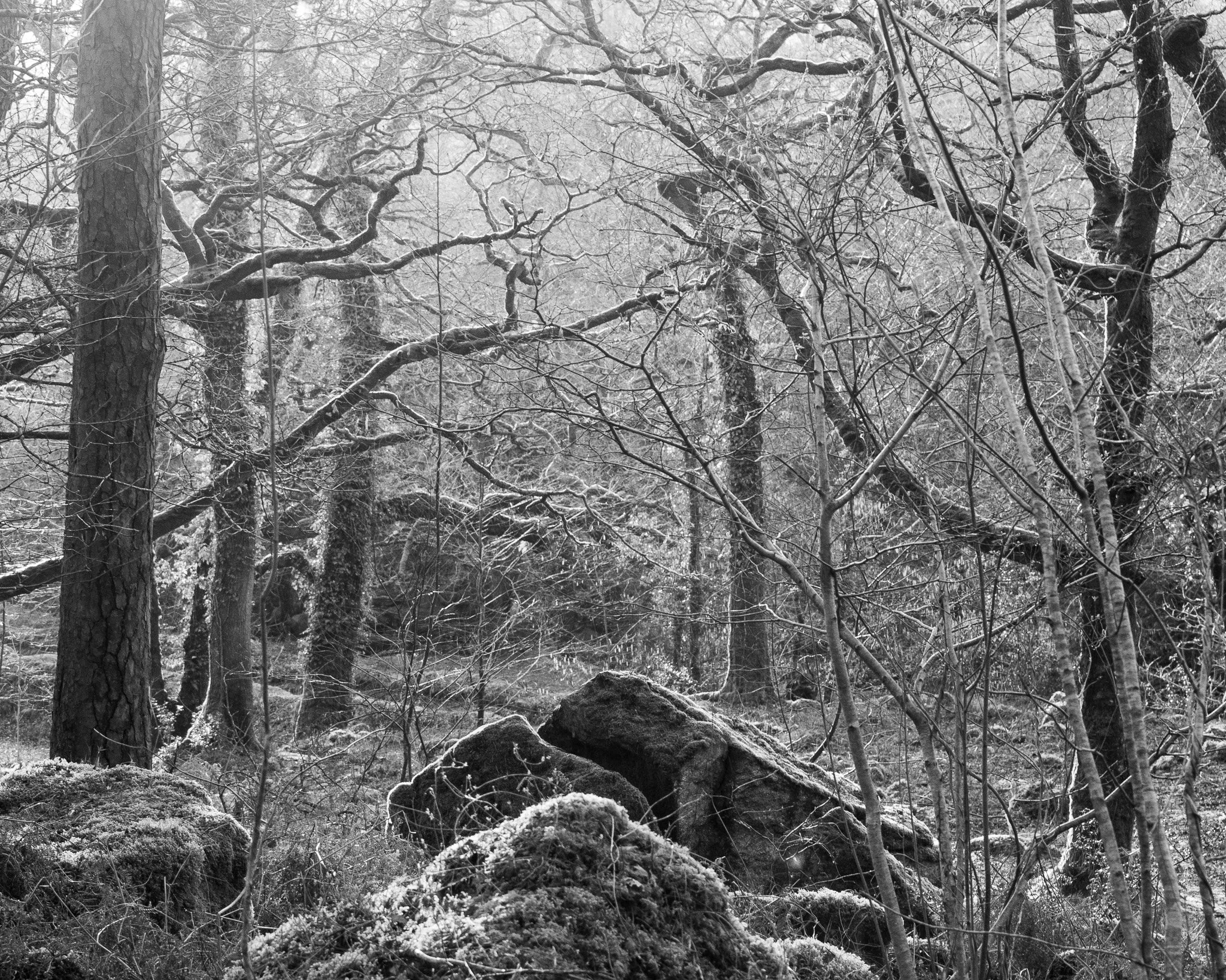 Black and white photo of a dense forest with tall trees and large rocks on the ground, some snow or frost on the branches and rocks.