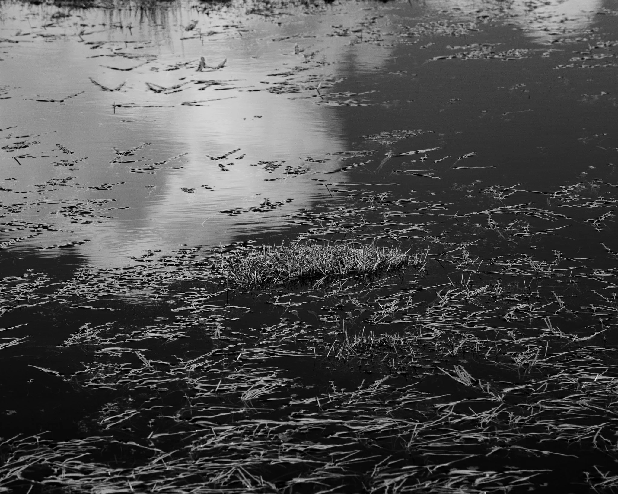 A black-and-white photo of a body of water with floating vegetation and grass at the edge, reflecting the sky.