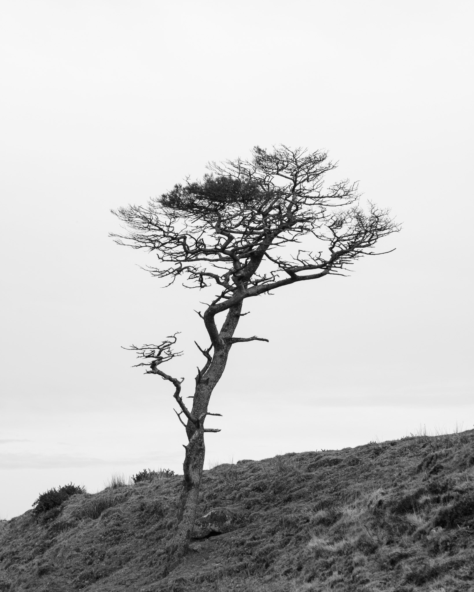 A black and white photo of a solitary, leafless tree with twisted branches, situated on a grassy hillside.