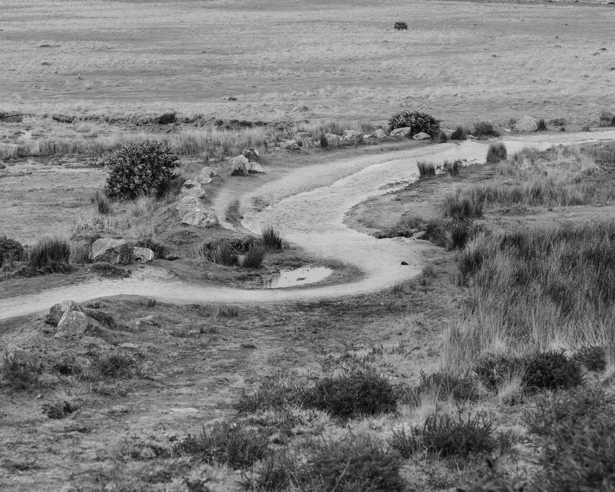 A black and white landscape with a winding dirt path through grassy terrain, bushes, and scattered rocks, with a distant tree line on the horizon.