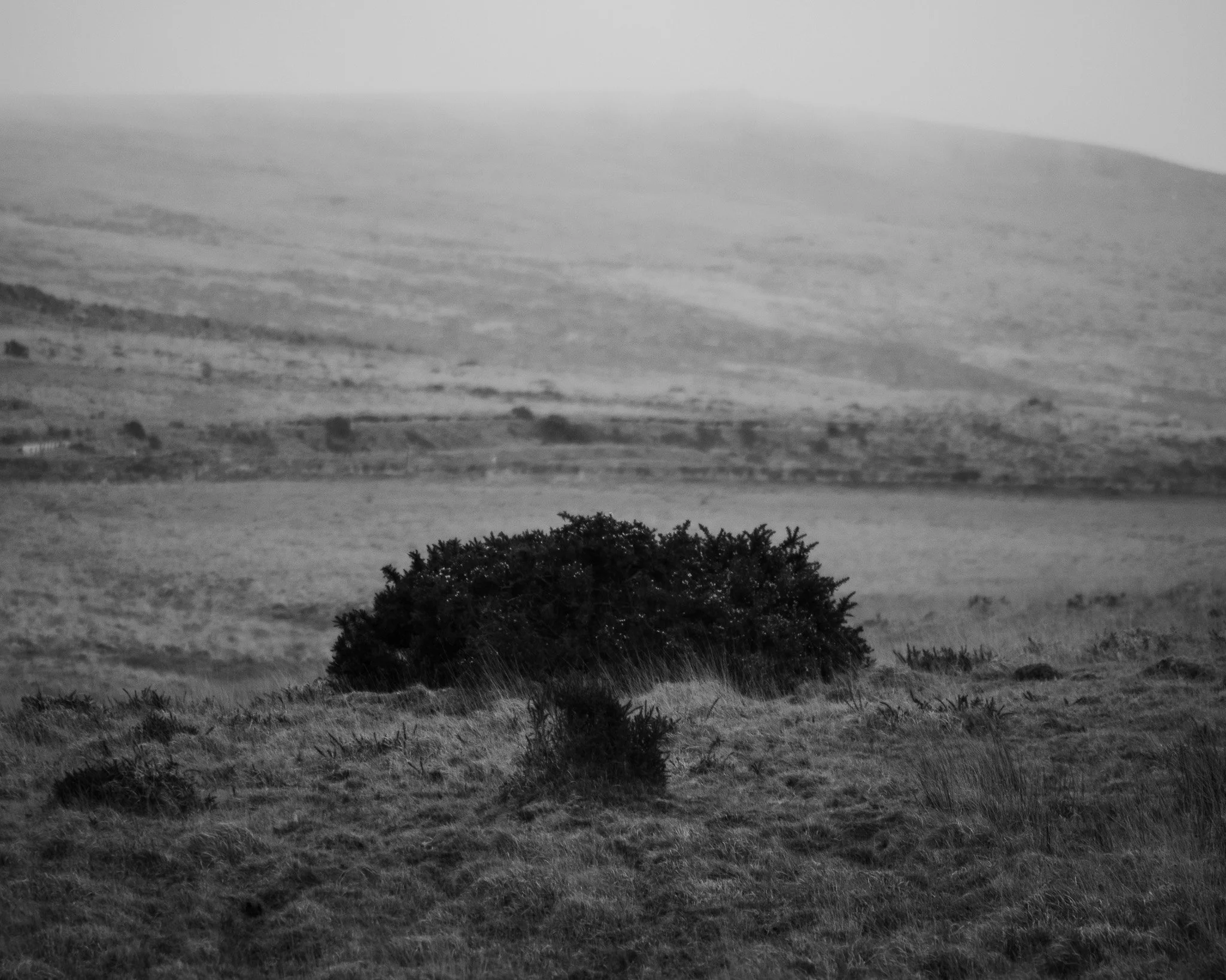 A black and white landscape scene with rolling hills and a single bush in the foreground.