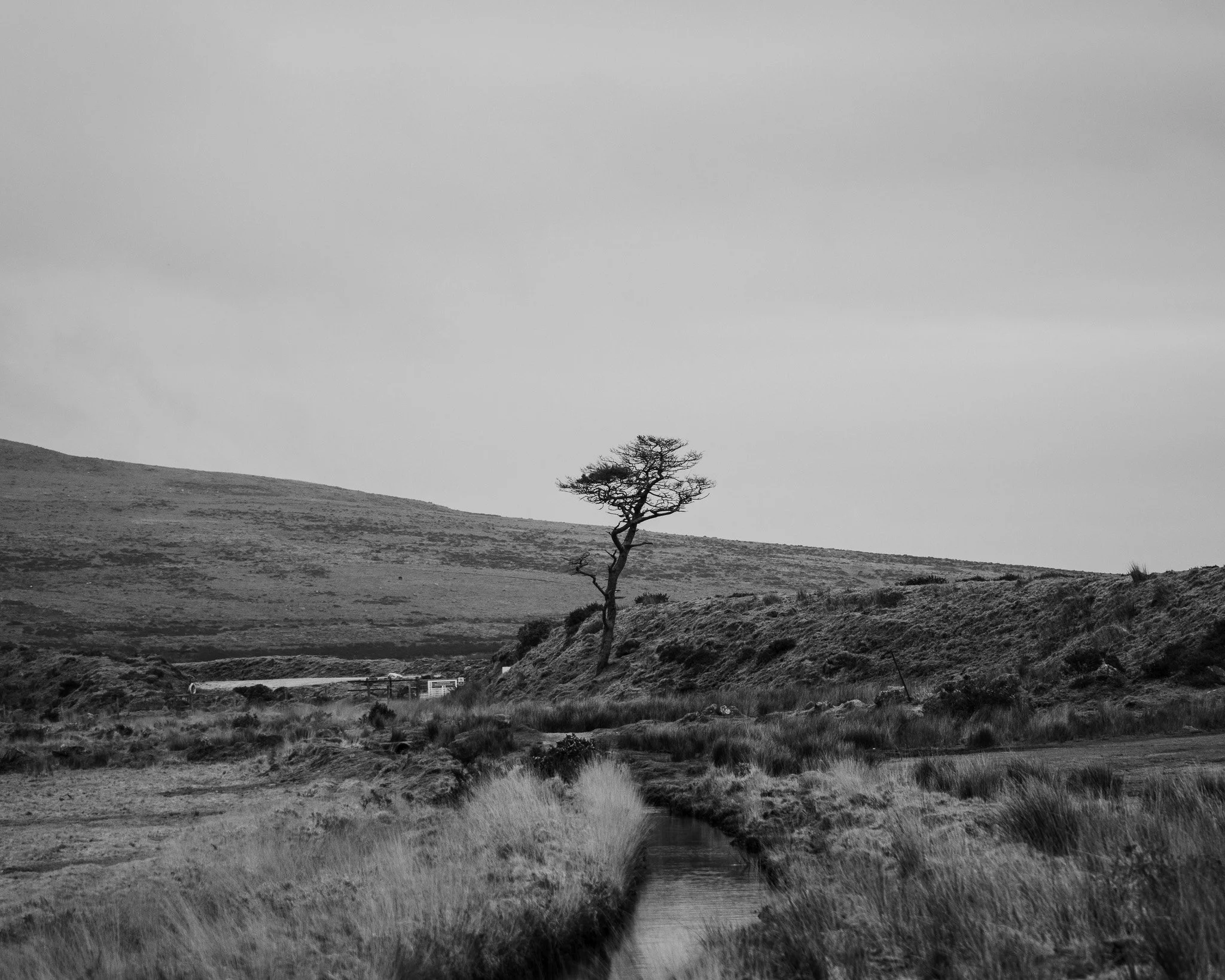 A black-and-white landscape photo of a single, curved tree standing on a grassy hillside with a cloudy sky in the background.
