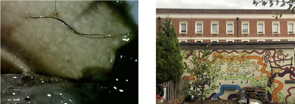 A split image showing a close-up of a soil or organic material with a small root or wire in a dark environment on the left, and a colorful mural on a brick building wall with various abstract shapes and figures on the right.
