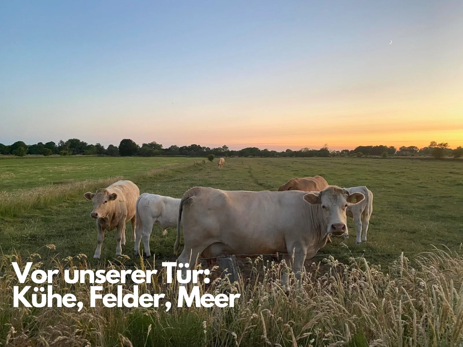 Inseratsfoto mit Bildunterschrift: Kühe, Felder und Meer vor der Tür