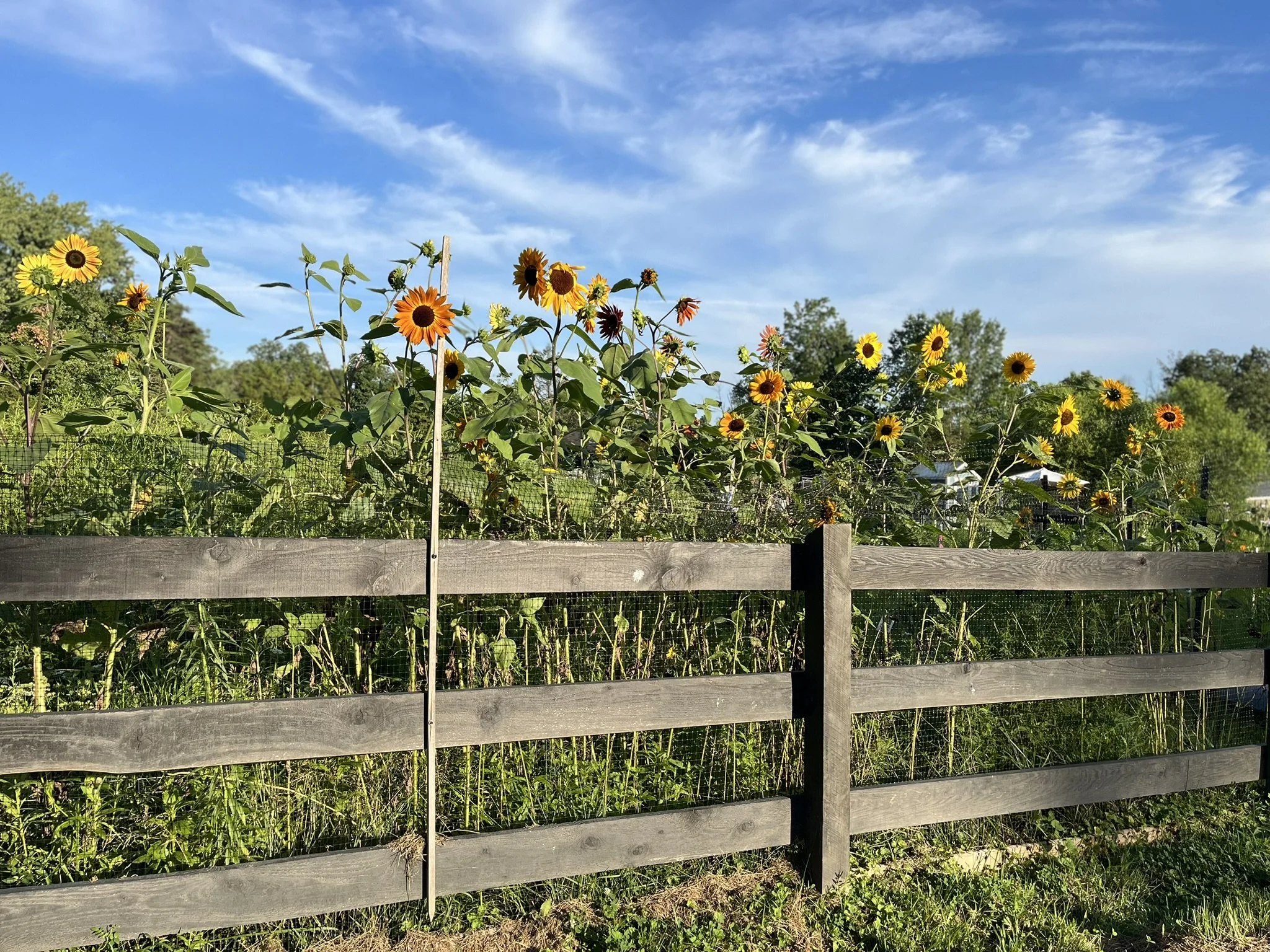 IMG_9215.JPEG