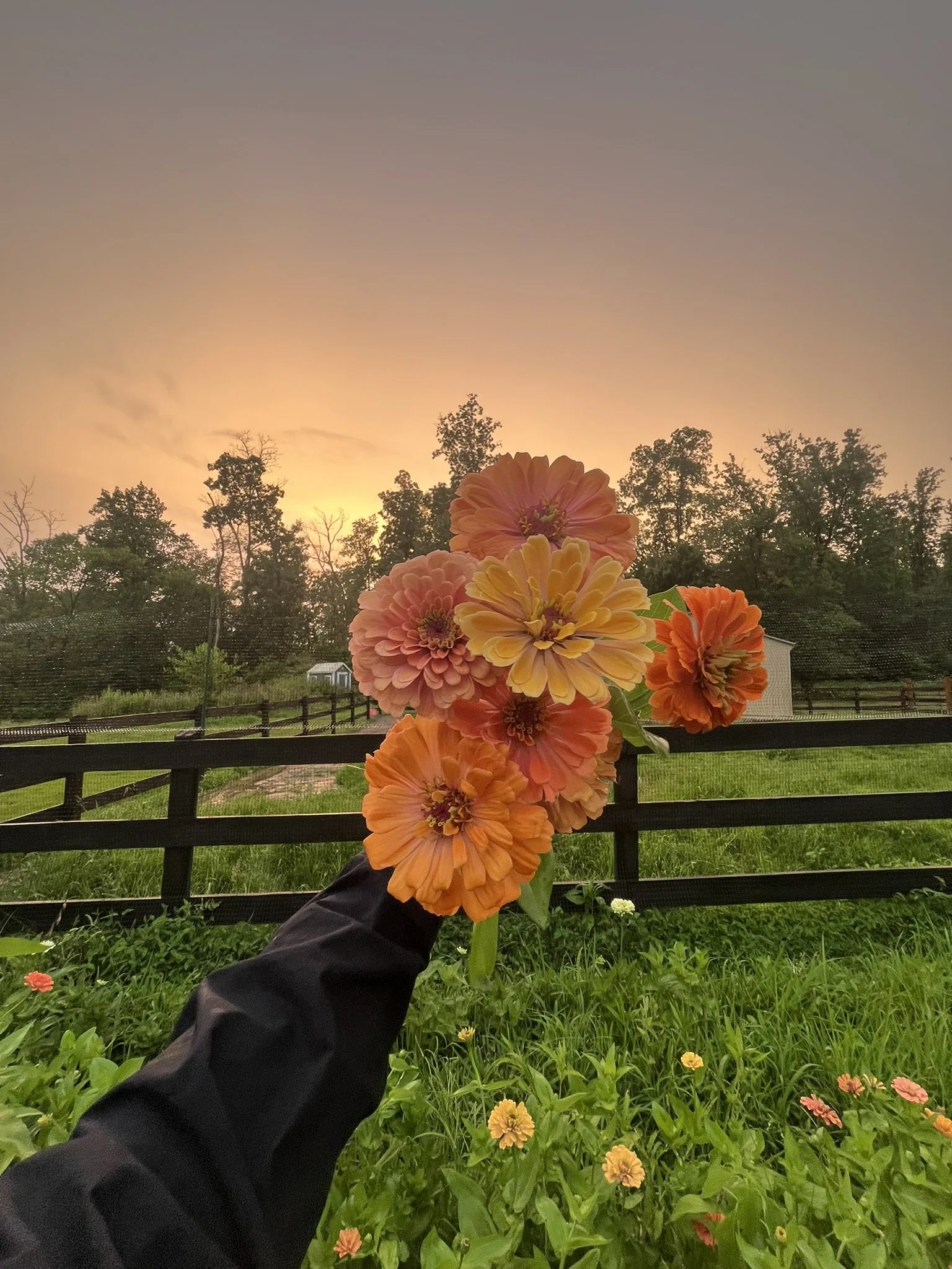 Zinnia Mix - 100 STEMS