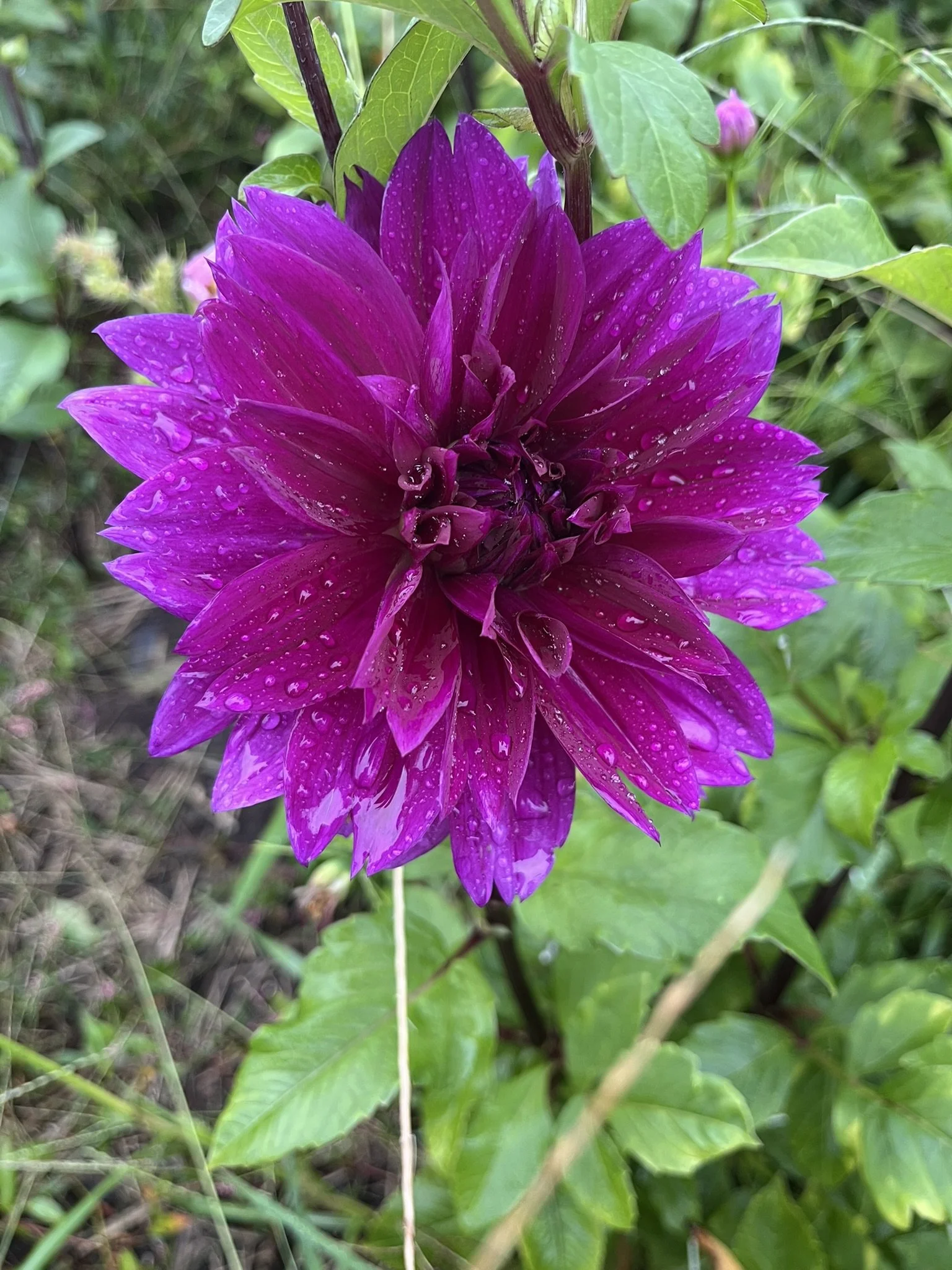 IMG_9500.JPEG