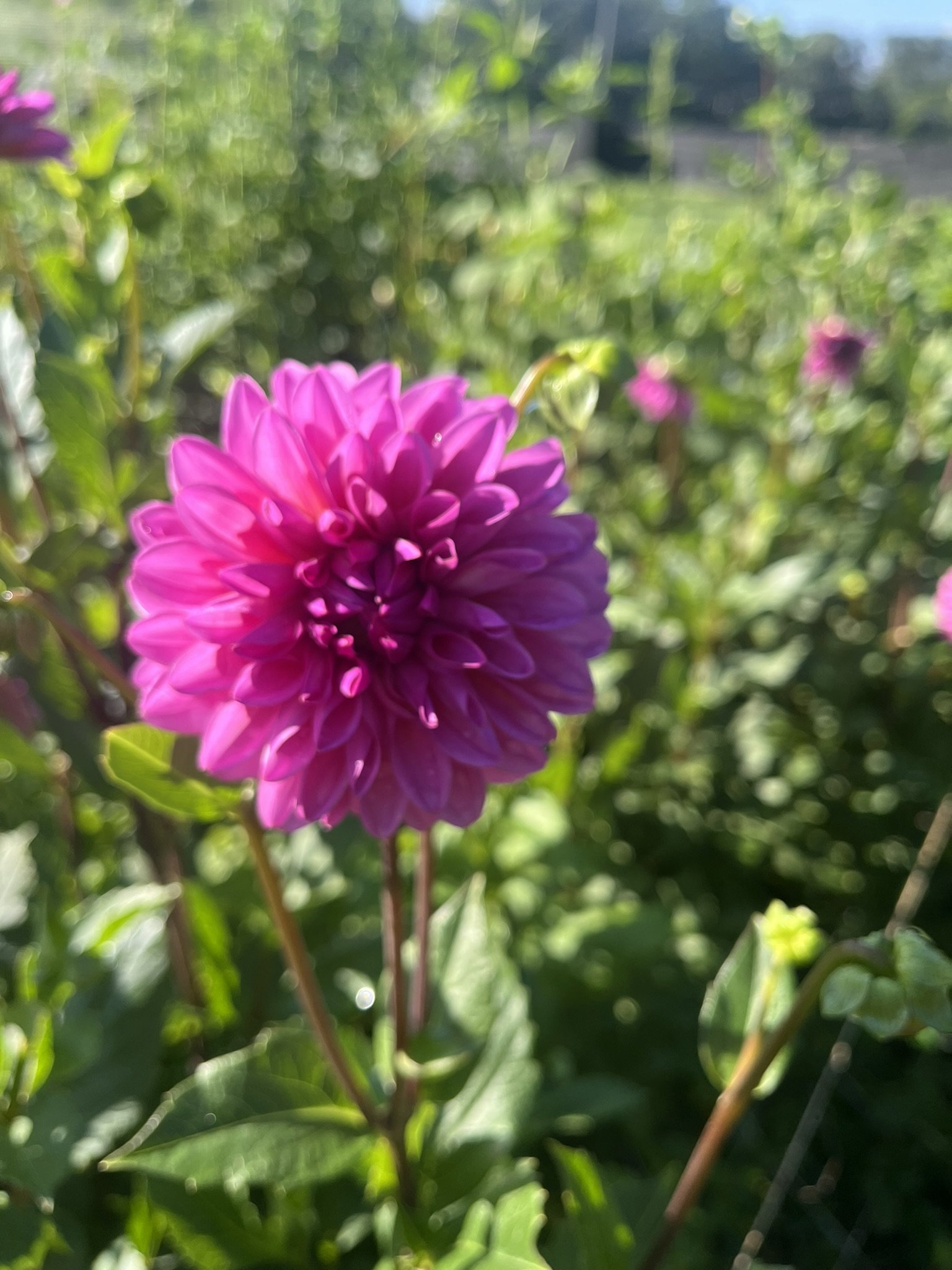 IMG_9450.JPEG