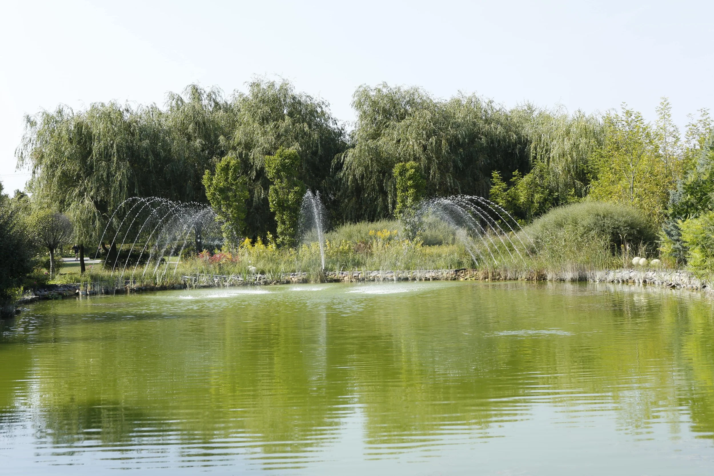 A serene pond with water fountains surrounded by lush green trees and plants under a clear sky.