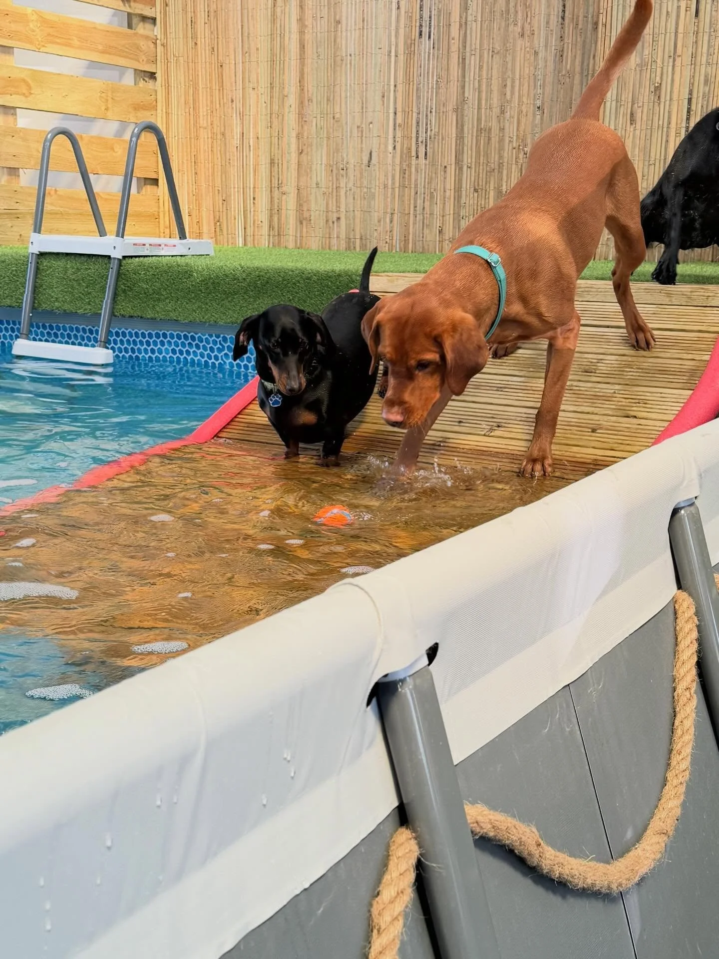 We had a little test run today to celebrate Co-Director, Bruno&rsquo;s 4th Birthday! Safe to say they all had a lot of fun! Even Bruno&rsquo;s pups came to party 🥳 🐶 🌊