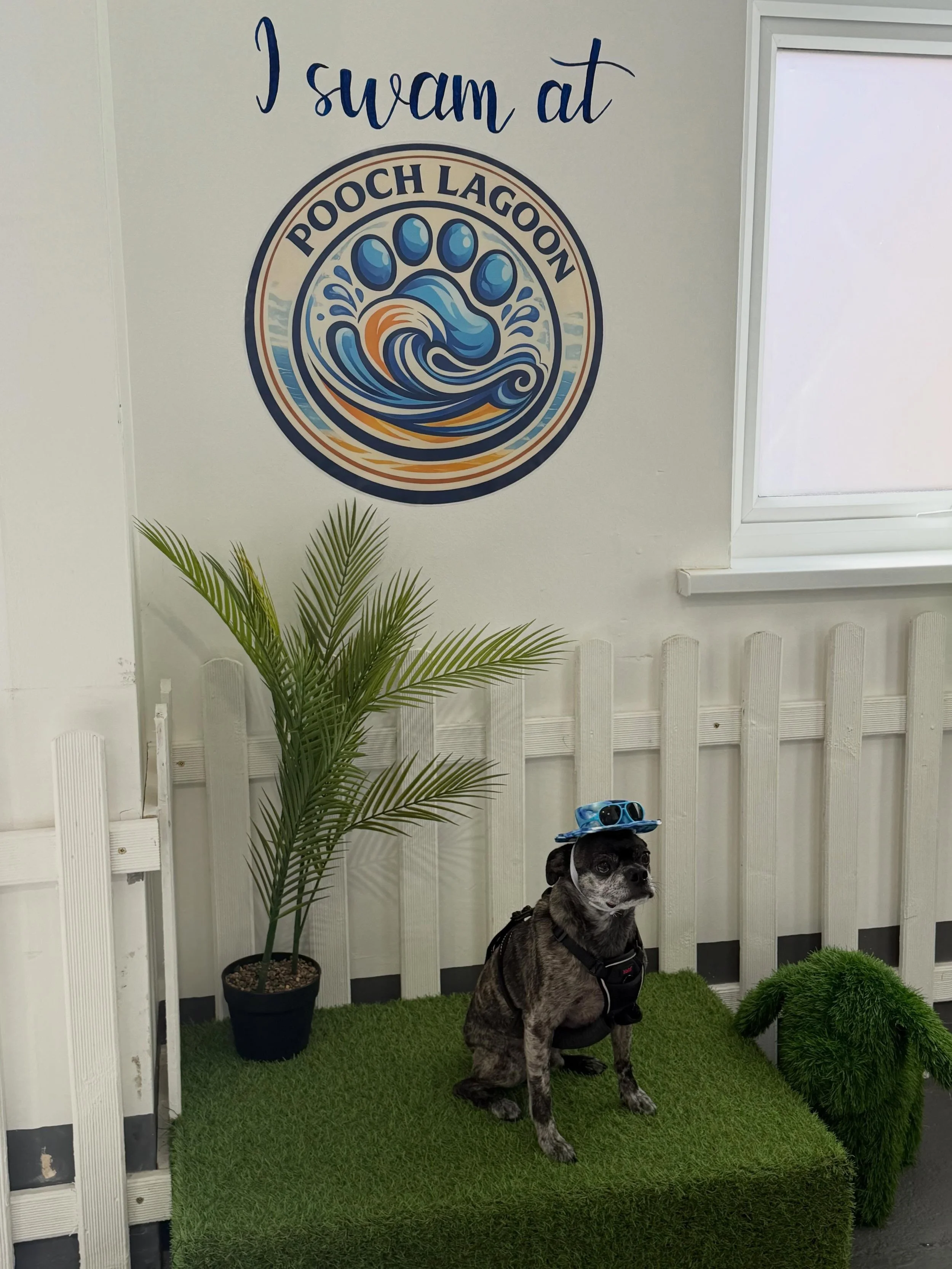 We loved welcoming back Monty to the lagoon this morning! Fabulous swimmer, and he brought his own prop to our Photo Booth 🙌❤️