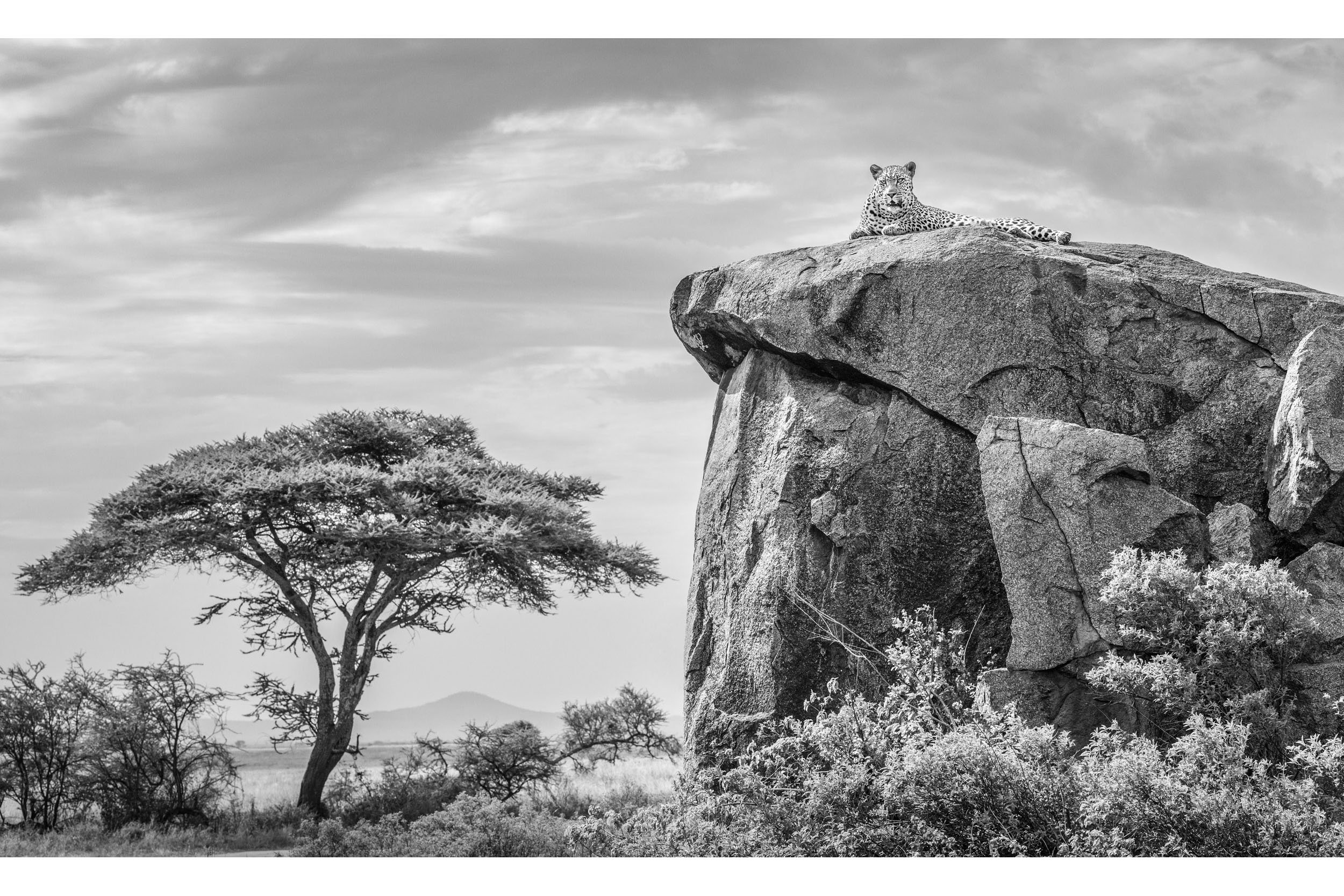 THE LEOPARD, THE ROCK & THE ACACIA