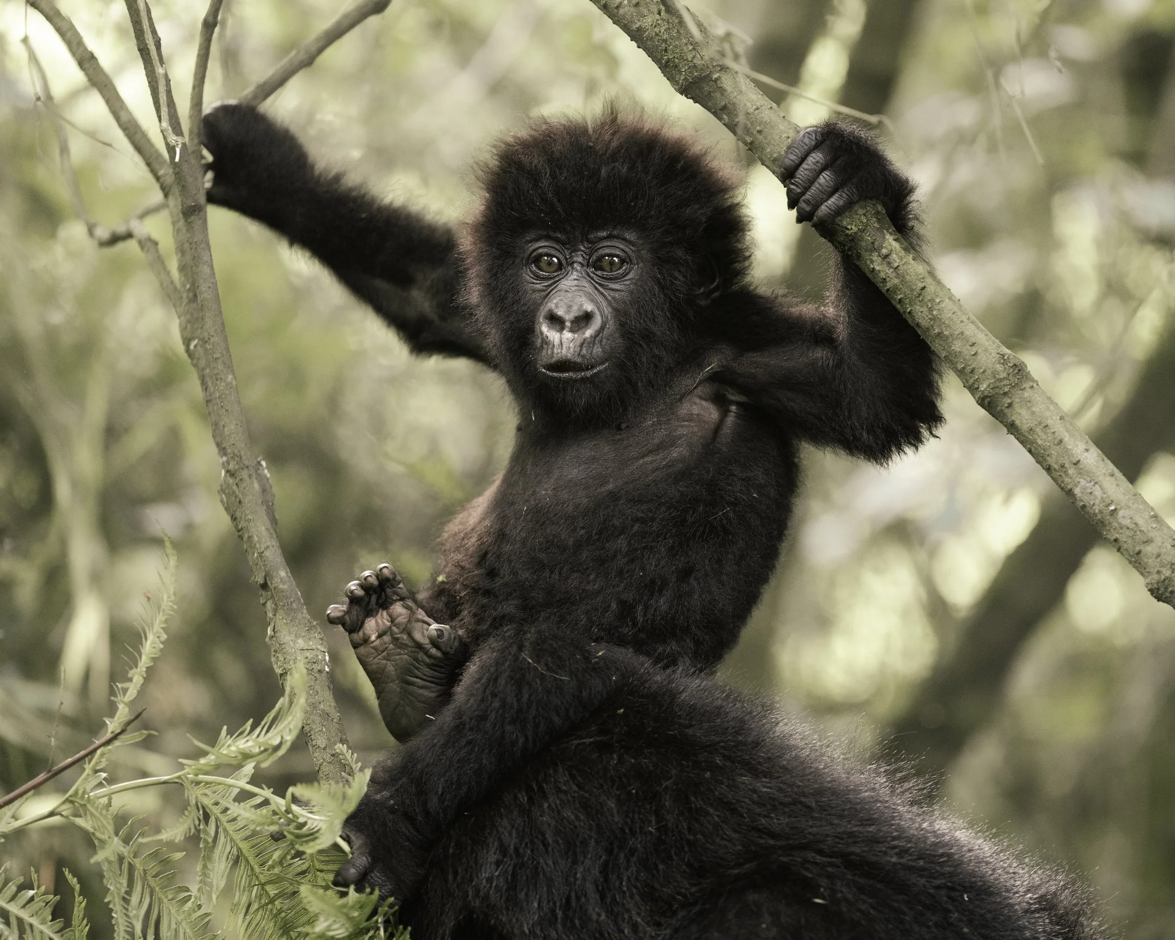 mountain-gorilla-baby-mgahinga-uganda.jpg