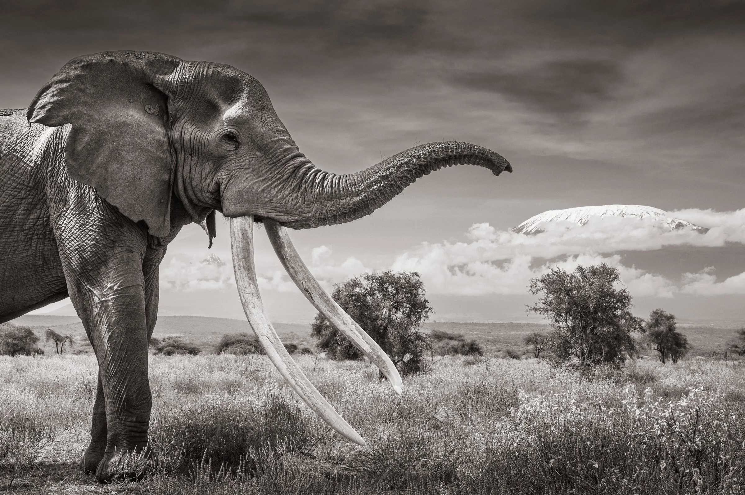 craig-super-tusker-elephant-kilimanjaro-amboseli-kenya.jpg
