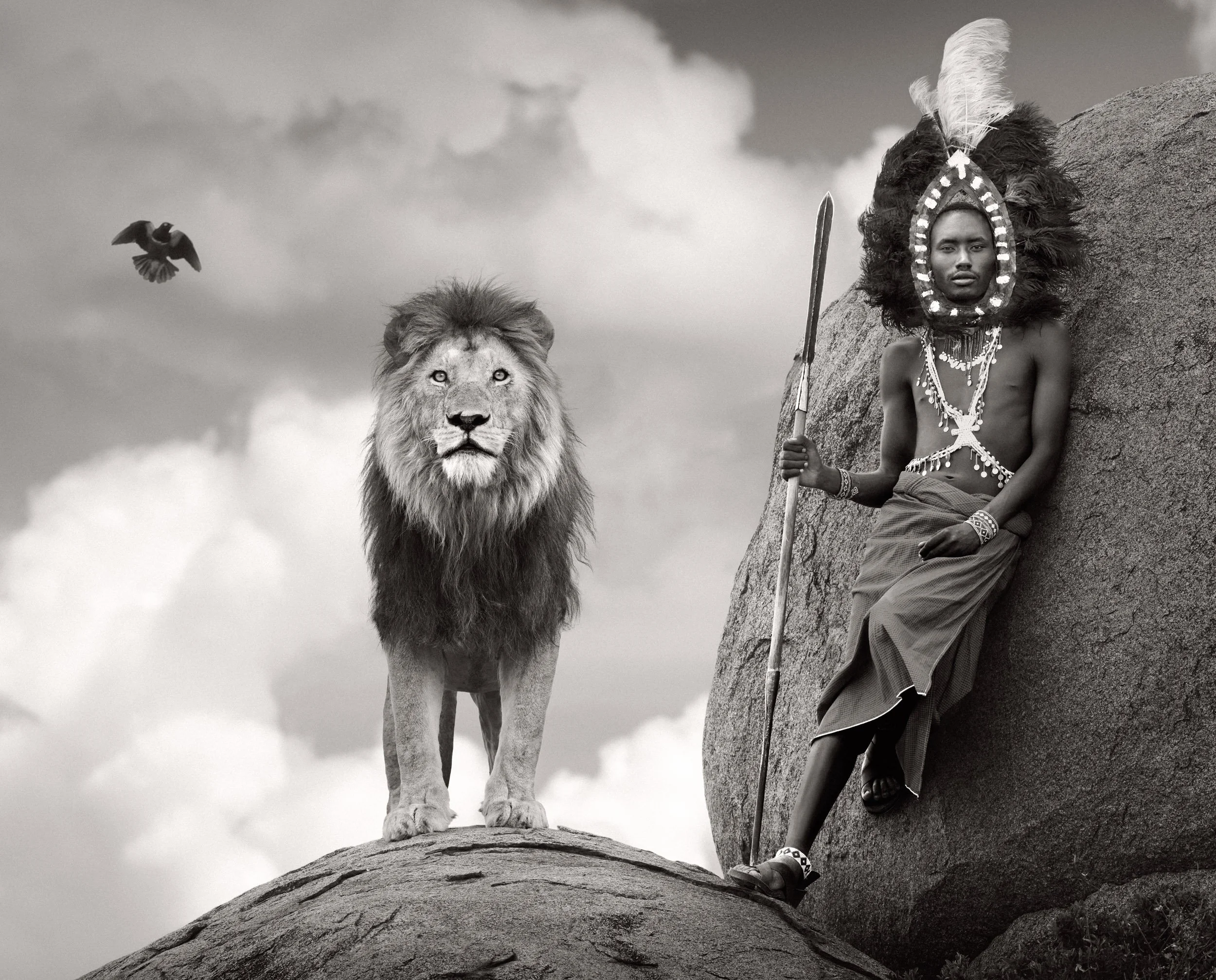 In this composite, a Maasai warrior wearing a traditional headdress holds a spear while standing beside a large male lion on a rocky kopje in the African savanna.