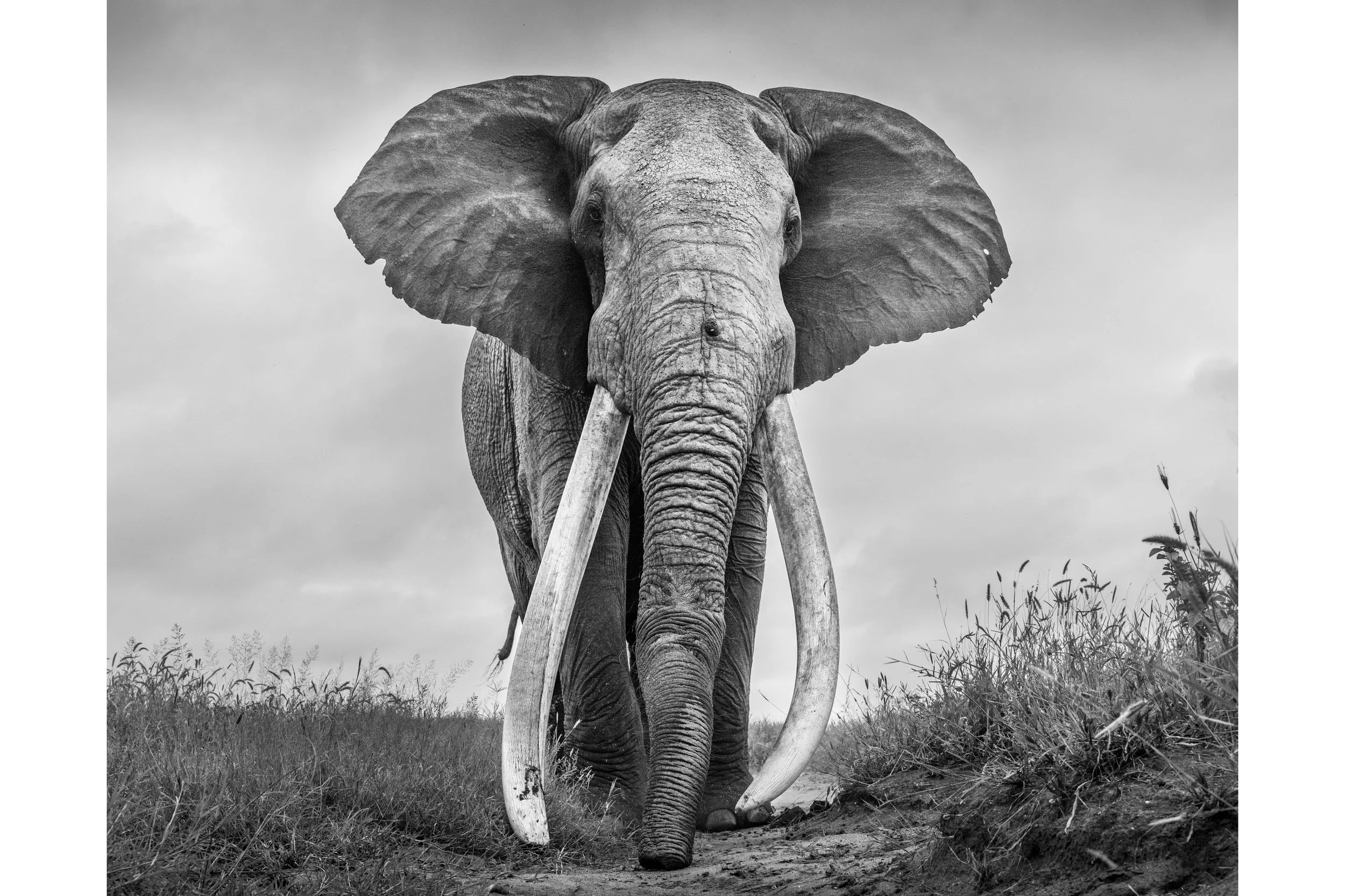 TOWERS OF IVORY