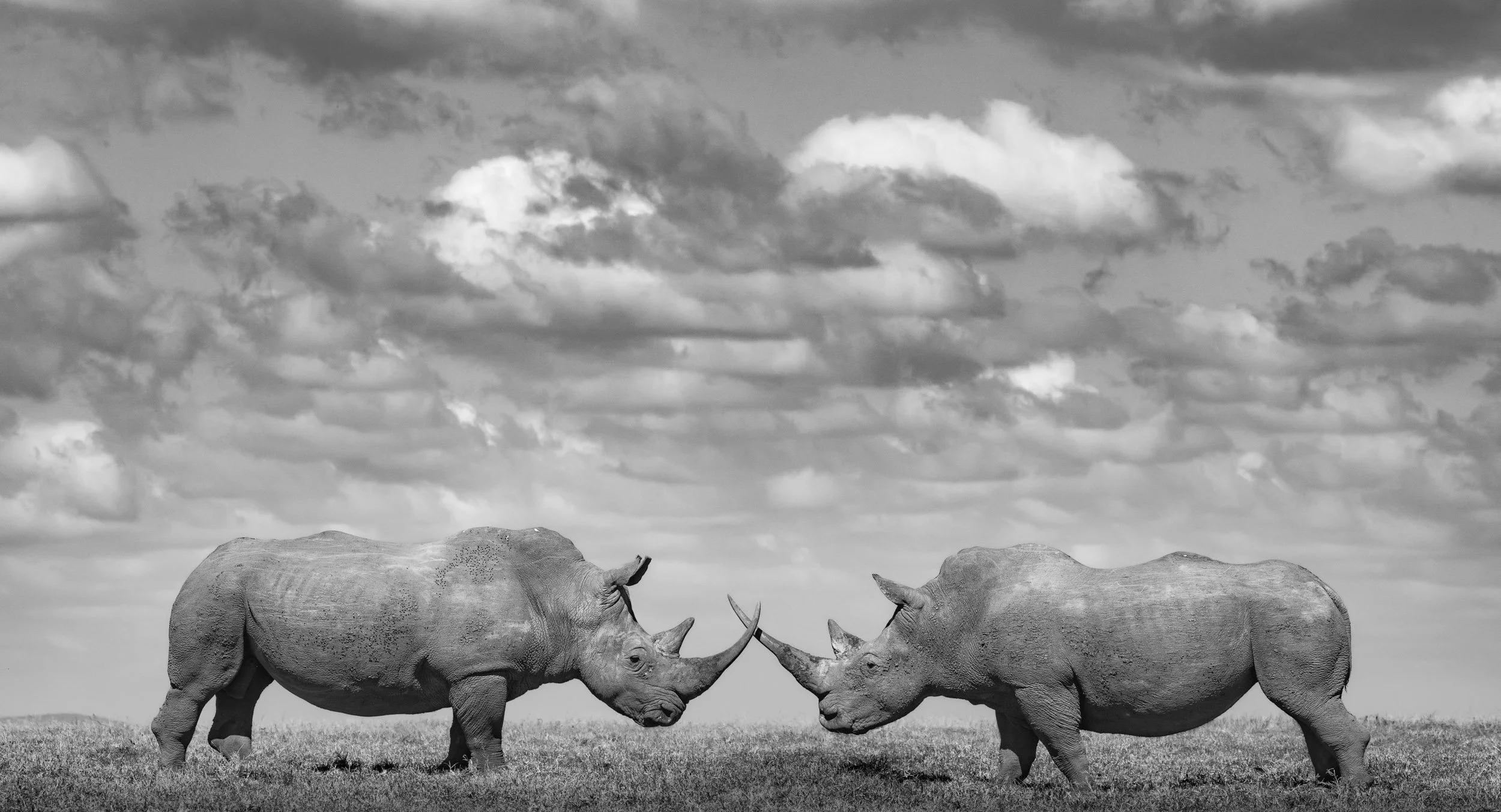 Two rhinos lock horns while fighting on the plains of Solio Conservancy in Kenya.