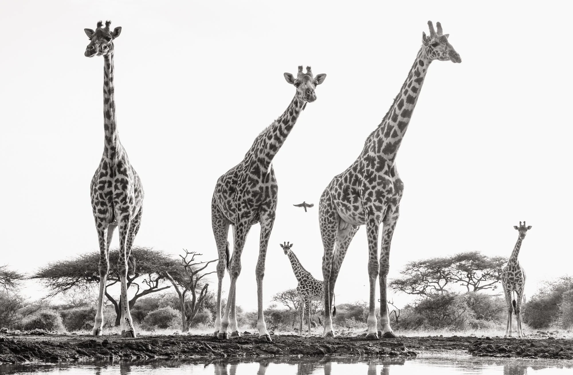 giraffe-herd-photo-hide-chyulu-hills-ol-donyo-lodge-kenya.jpg