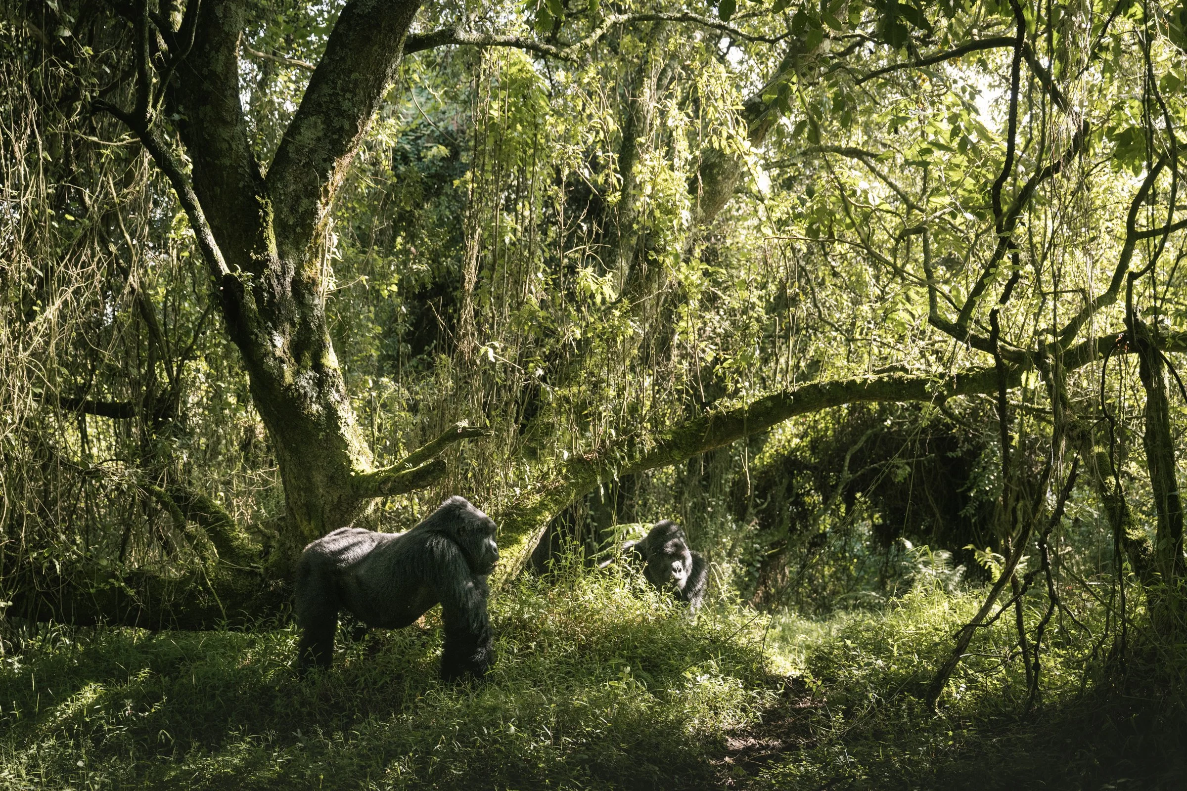 gorilla-landscape-forest-mgahinga-uganda.jpg