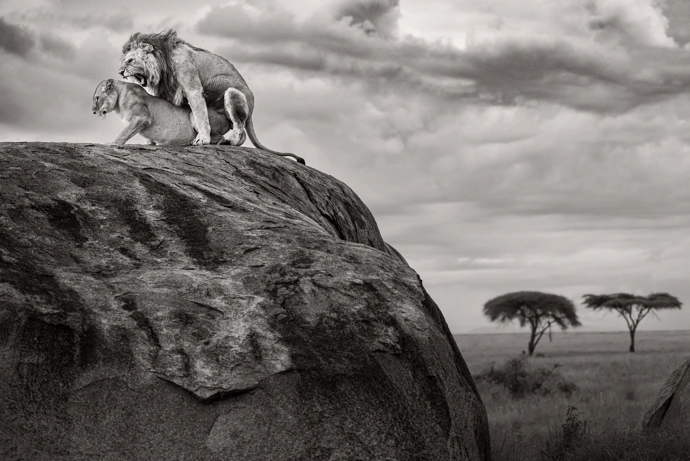 mating-lions-kopje-namiri-plains-serengeti-tanzania.jpg