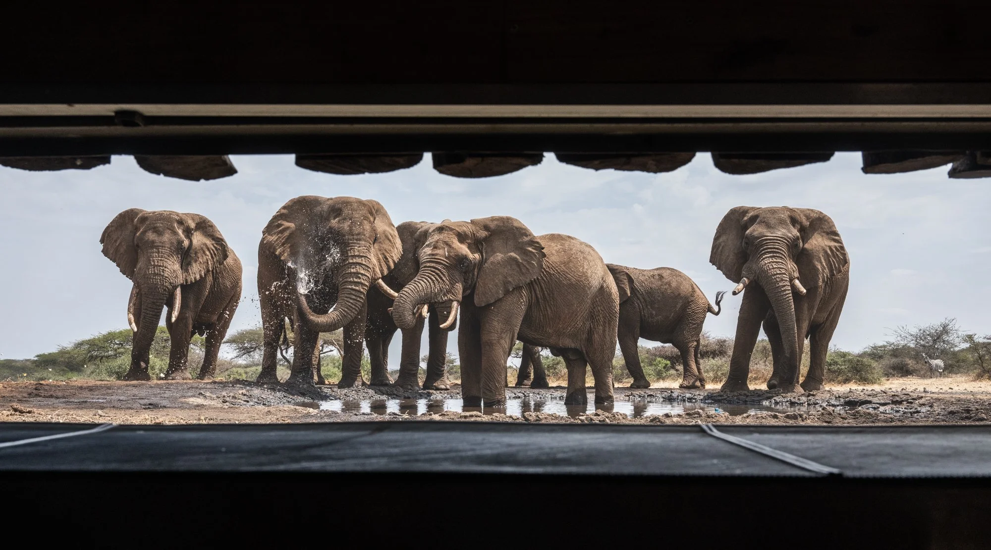 elephant-bulls-hide-photography-chyulu-hills-kenya.jpg