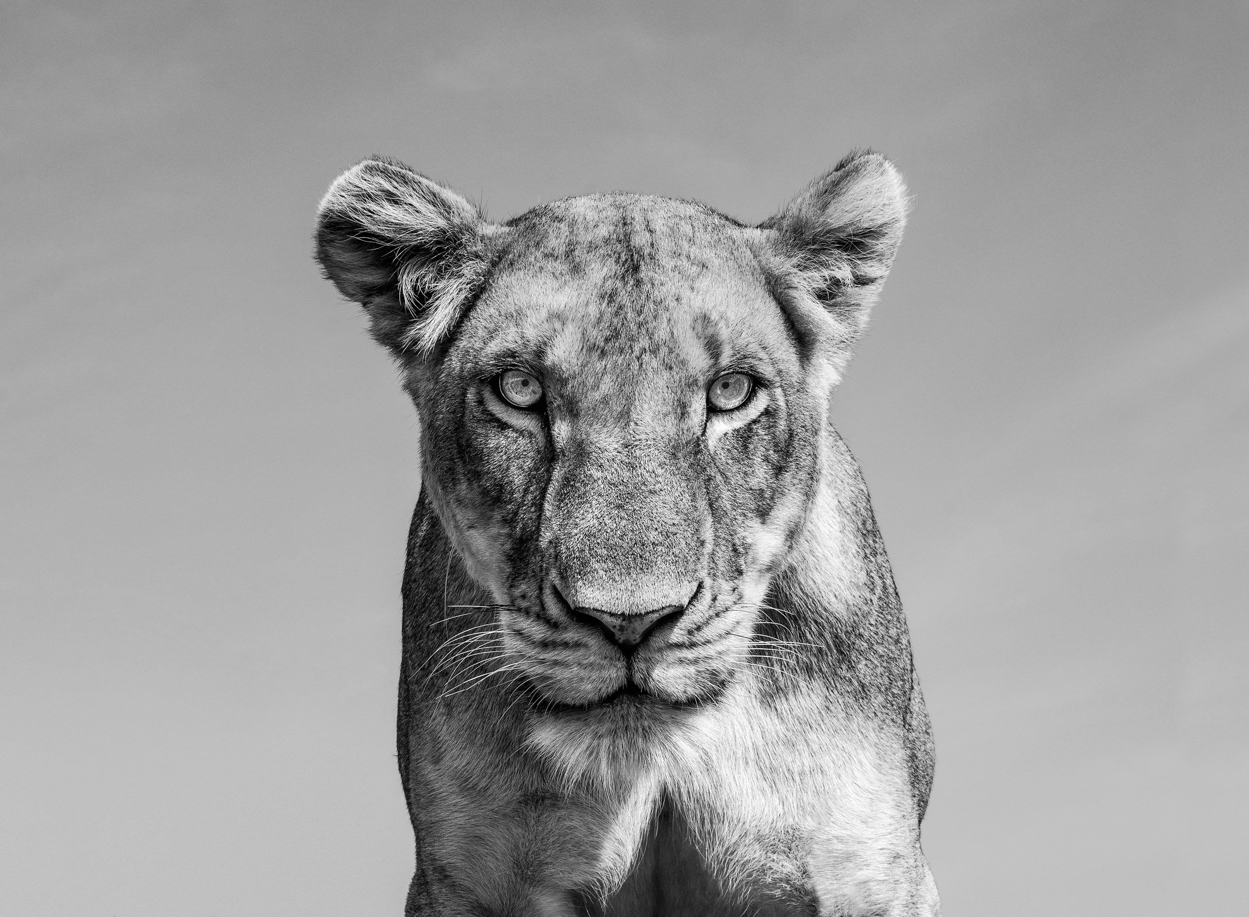 A lioness in Kenya's Masai Mara National Reserve captured from a ground-level perspective using a remote-controlled BeetleCam.