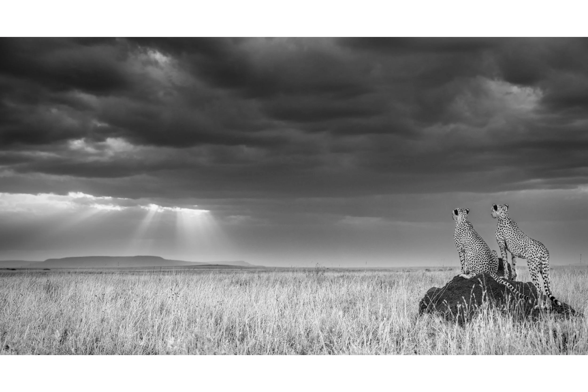 SUNDOWNERS ON THE SERENGETI PLAINS