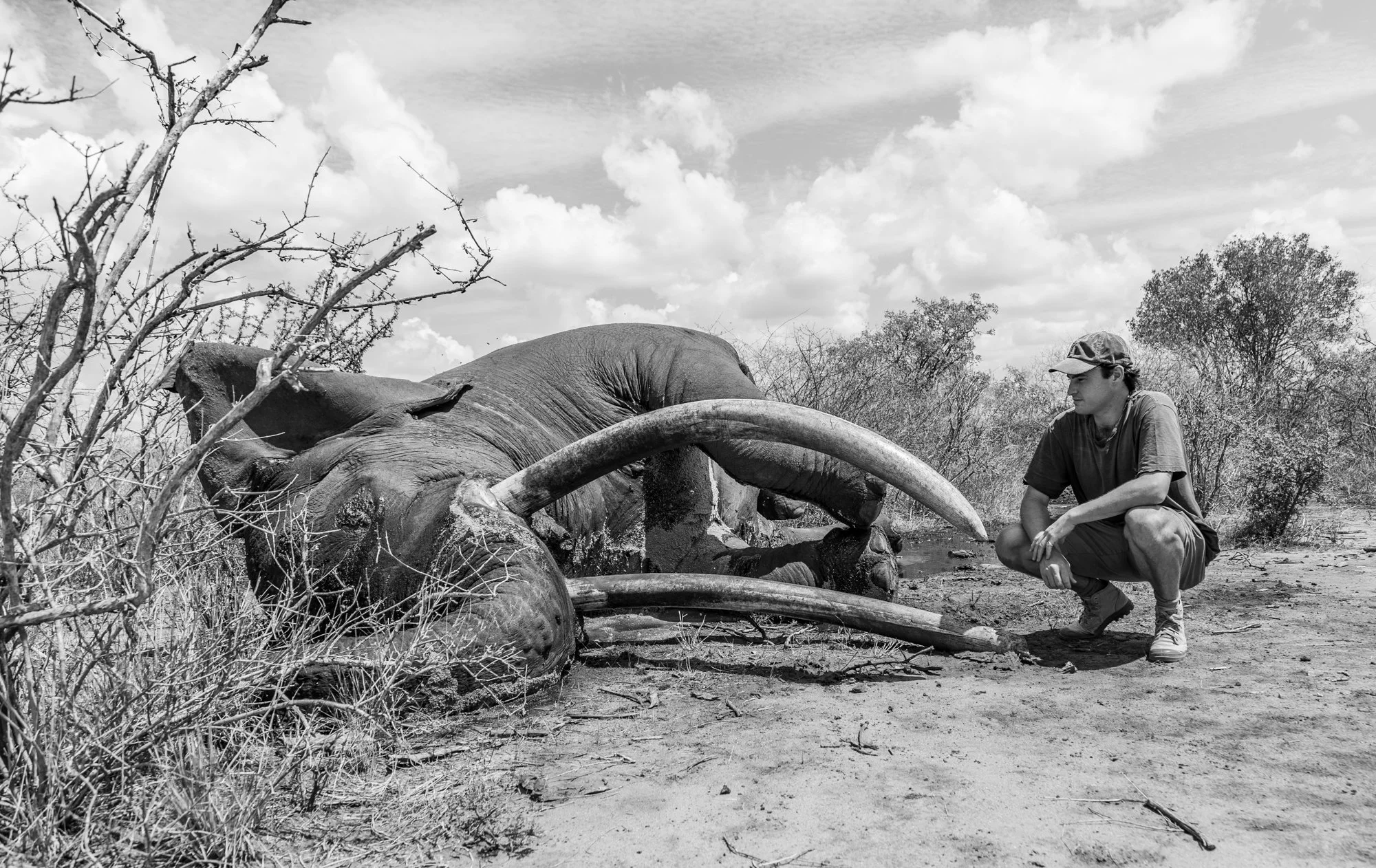 lugard-super-tusker-elephant-carcass-tsavo-trust-tsavo-kenya-03.jpg