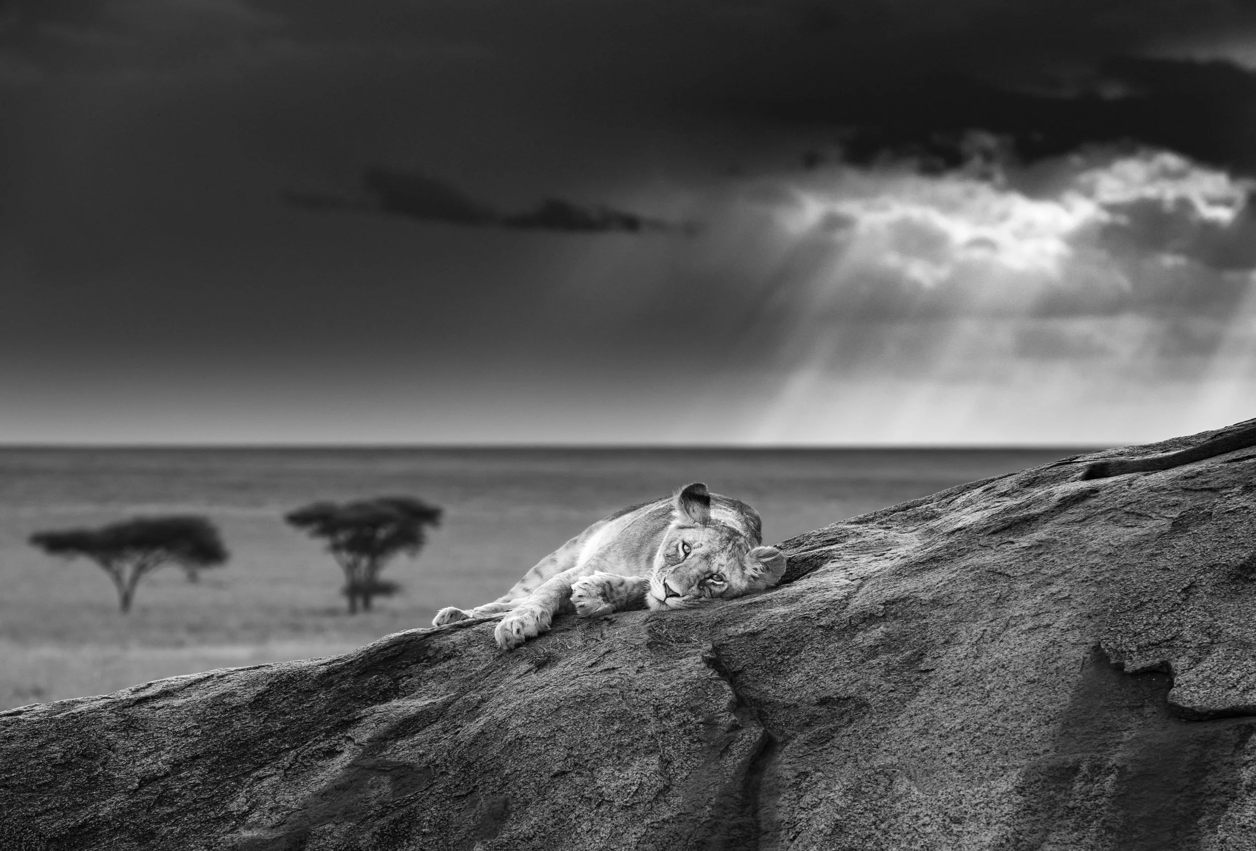 SERENGETI