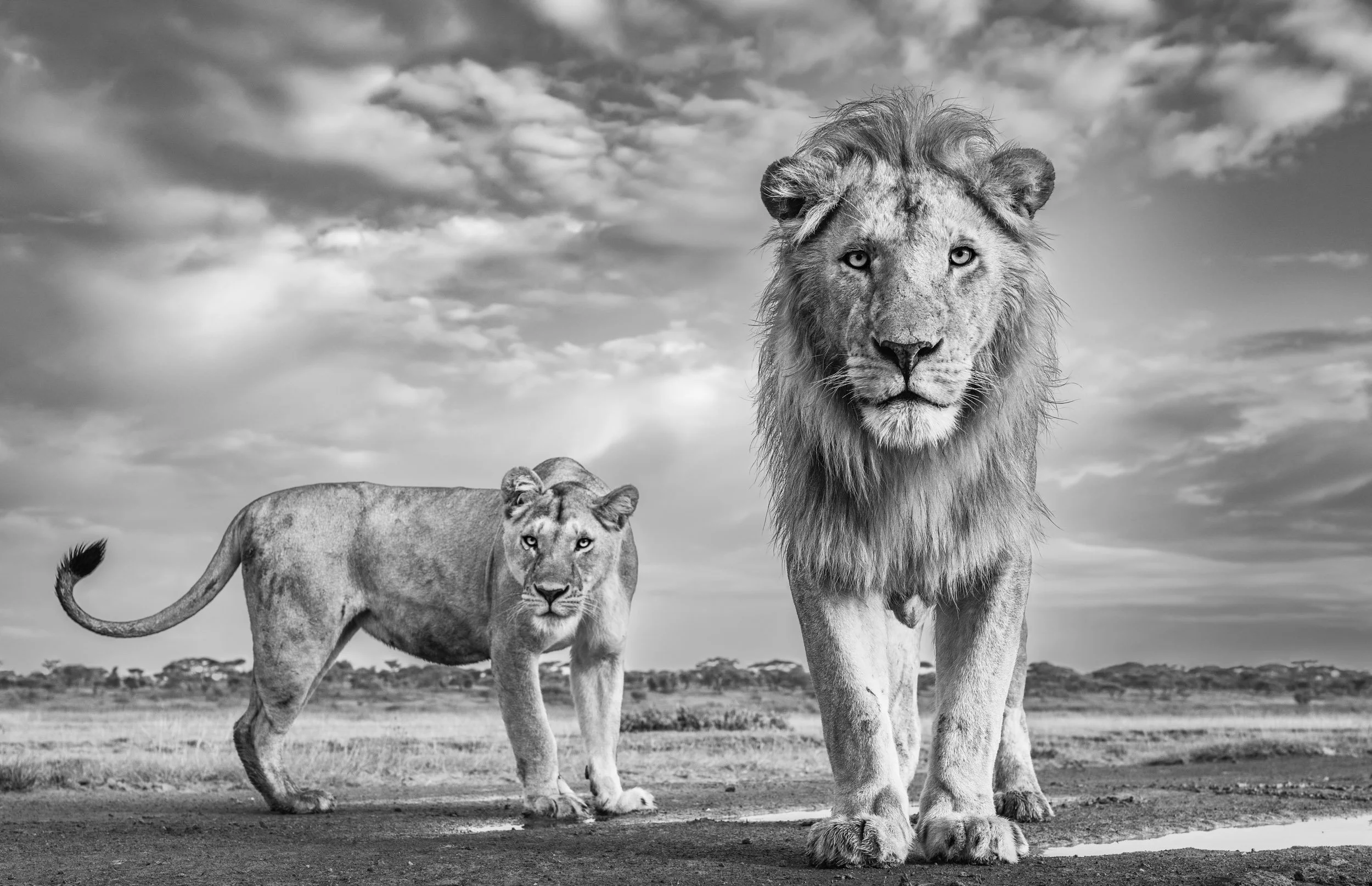 A mating pair of lions looks directly toward the viewer in a close-up view on the plains of Ndutu.