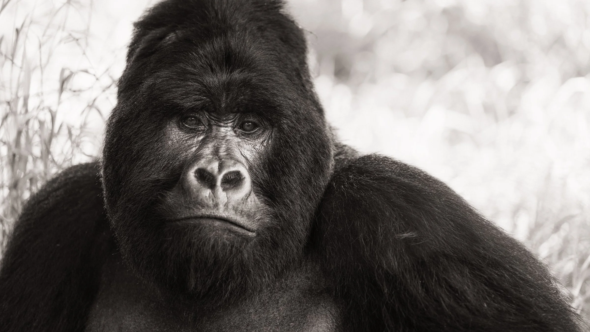 mountain-gorilla-silverback-mgahinga-uganda-2.jpg