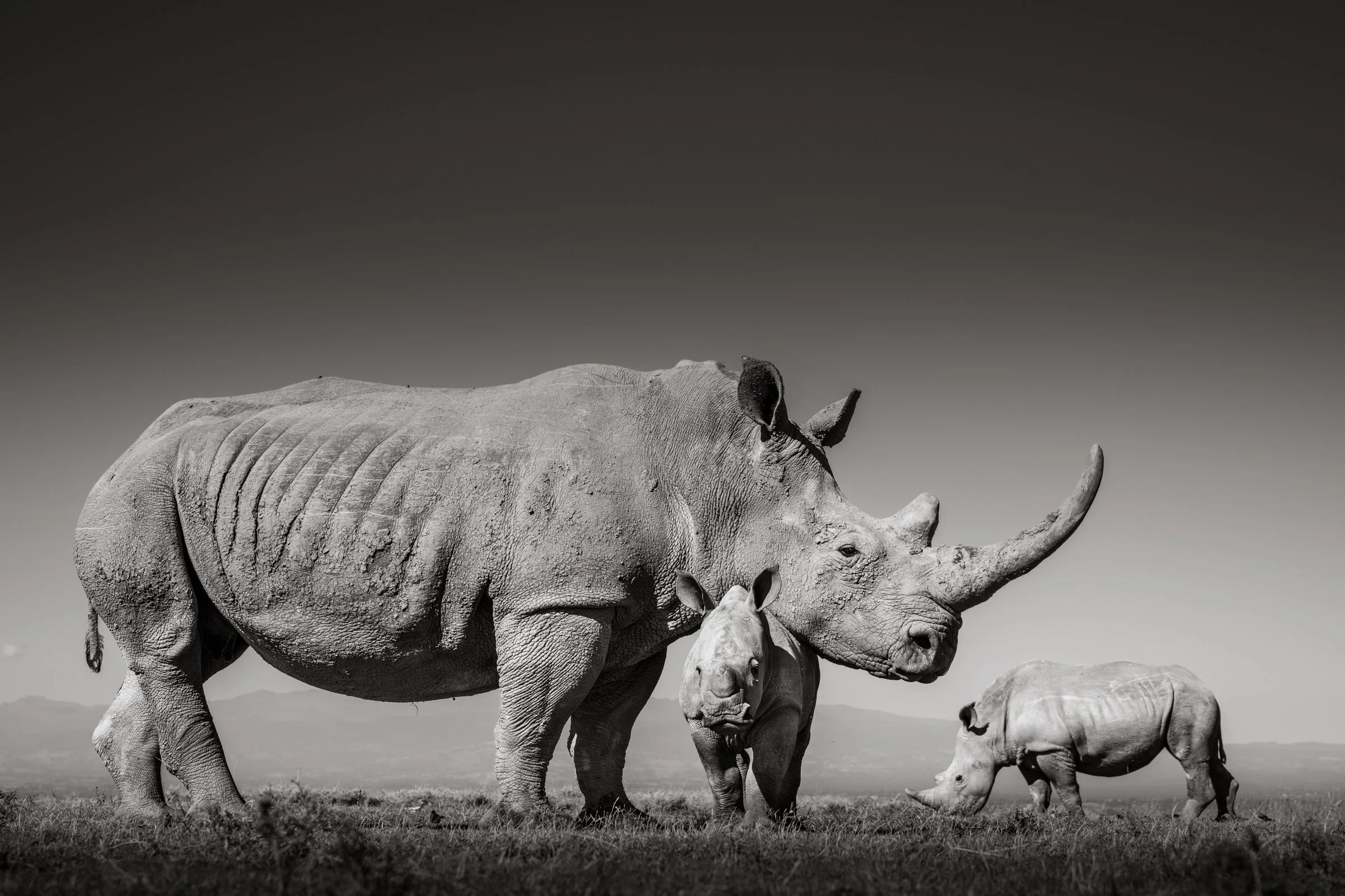 rhino-family-low-angle-photographic-vehicle-solio-kenya.jpg