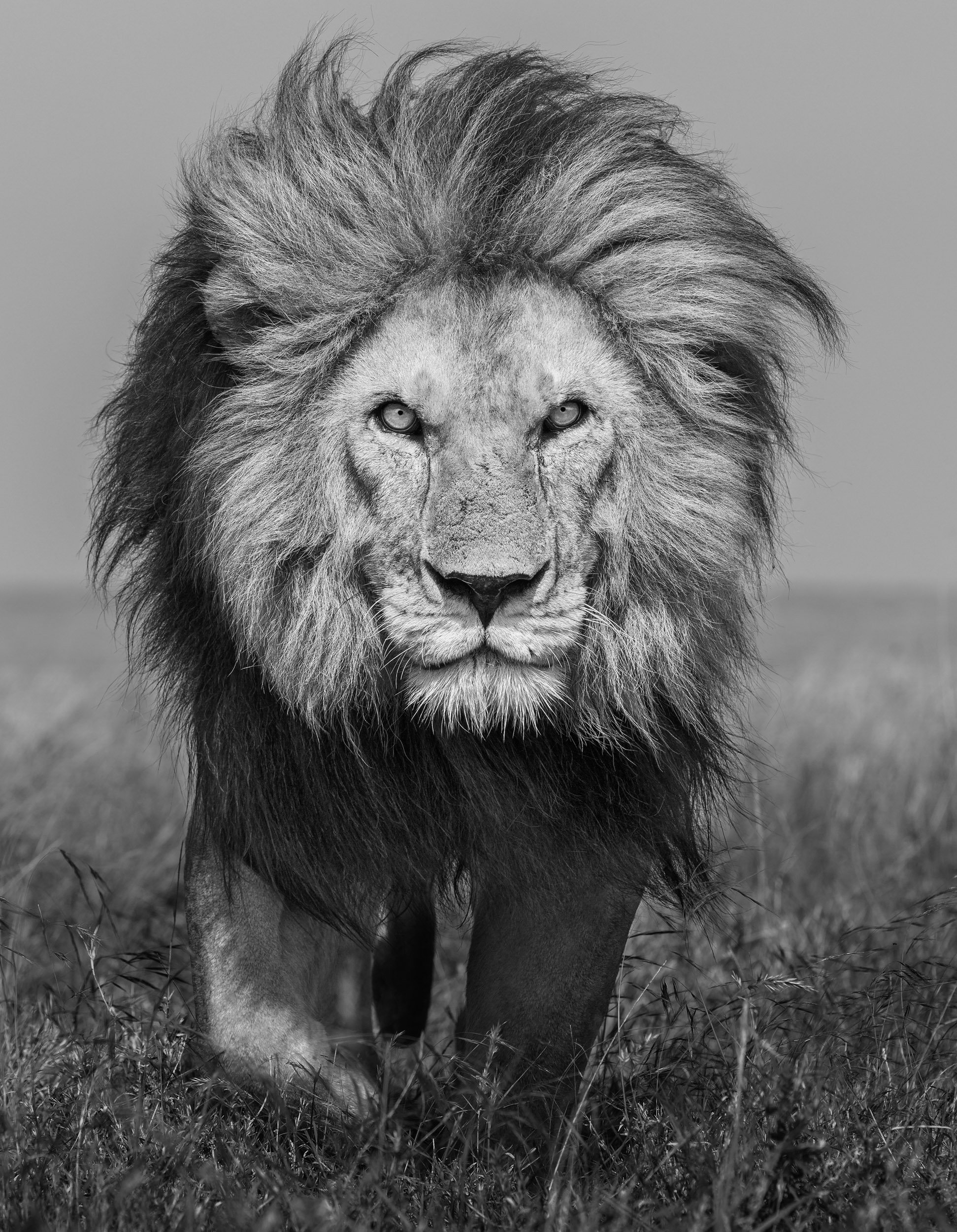 The famous Serengeti lion known as Bob Jr from Namiri Plains striding toward the viewer with a focused, intense gaze.
