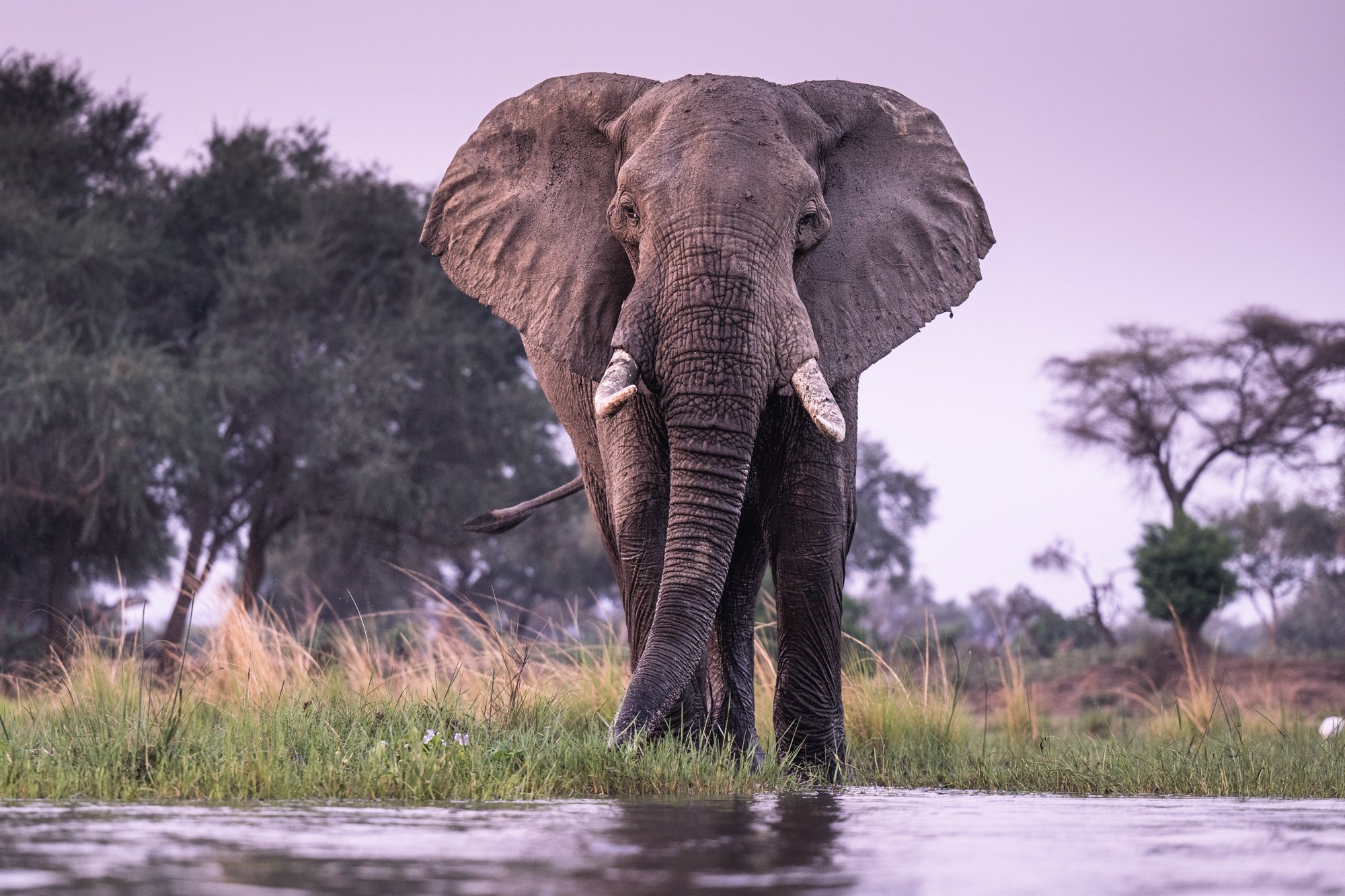 bull-elephant-lower-zambezi-boat-safari-zambia.jpg