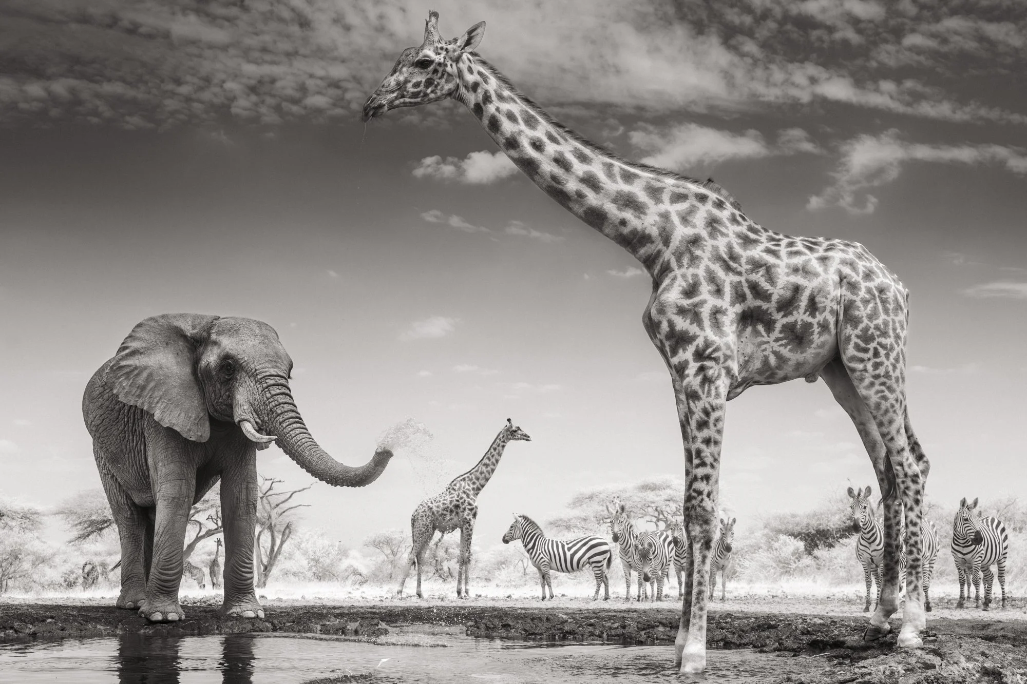 waterhole-scene-photo-hide-chyulu-hills-ol-donyo-lodge-kenya.jpg