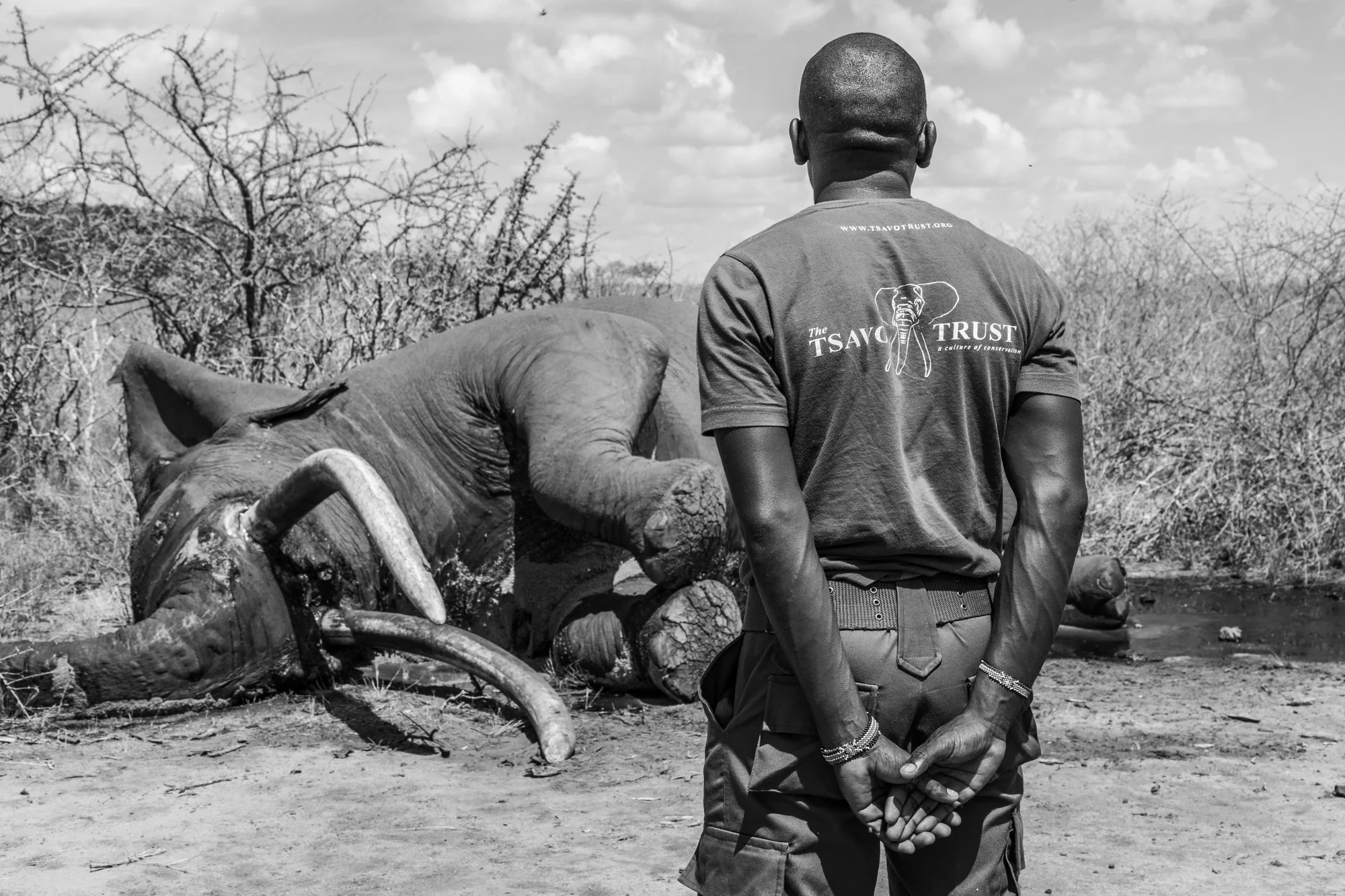 lugard-super-tusker-elephant-carcass-tsavo-trust-tsavo-kenya-02.jpg
