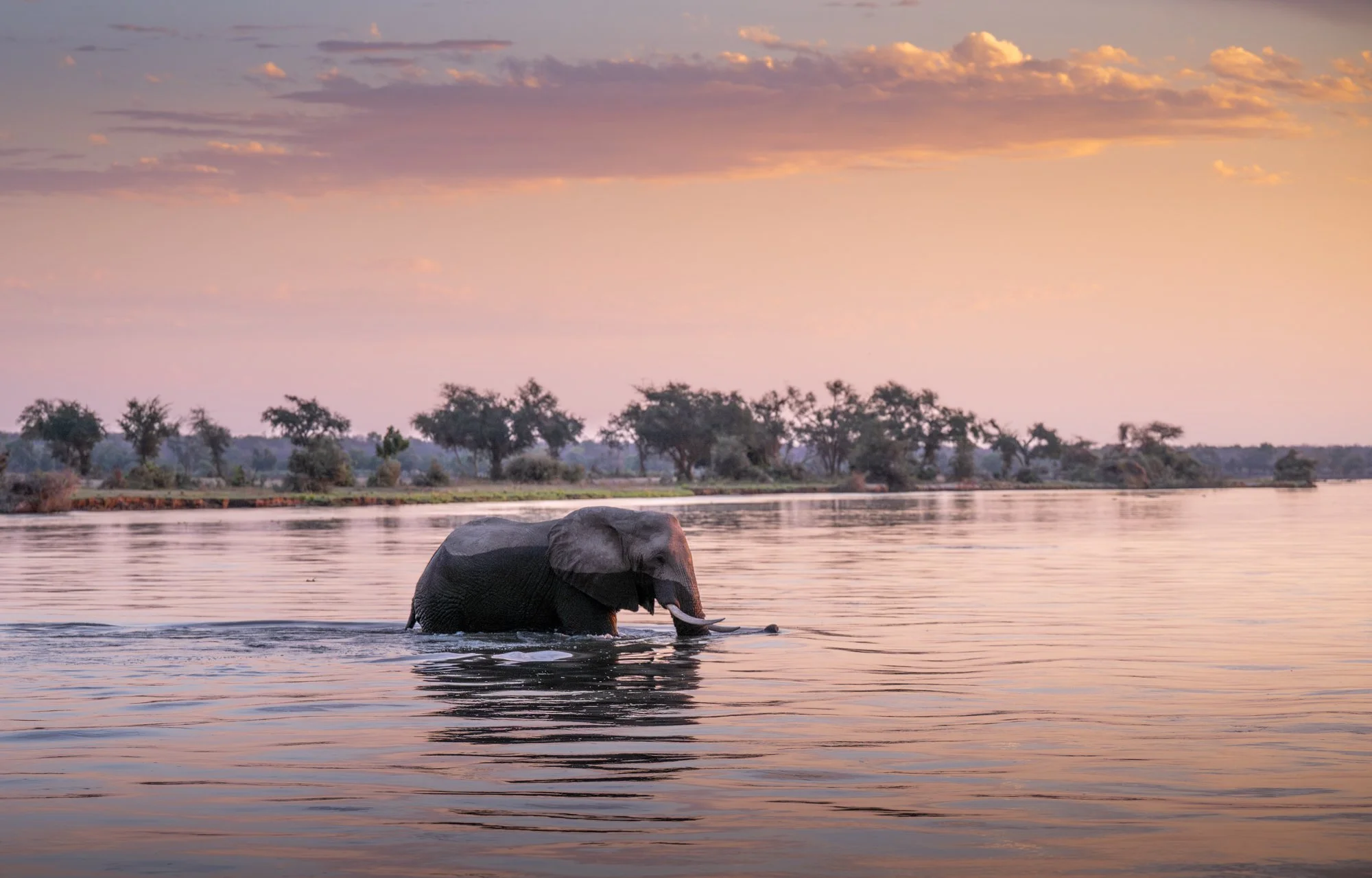 sunset-boat-safari-elephant-lower-zambezi-zambia-.jpg