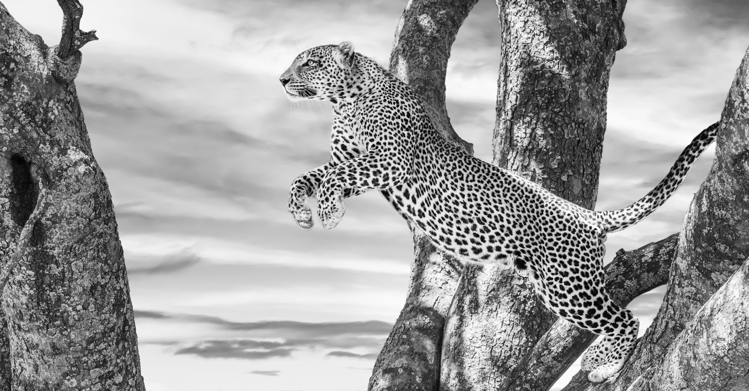 A leopard leaps across the branches of a huge tree on the African savanna.