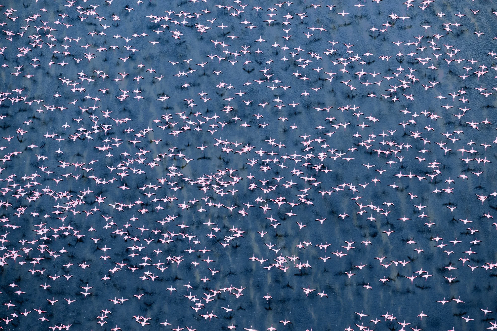 flamingos-lake-logipi-turkana-northern-kenya.jpg